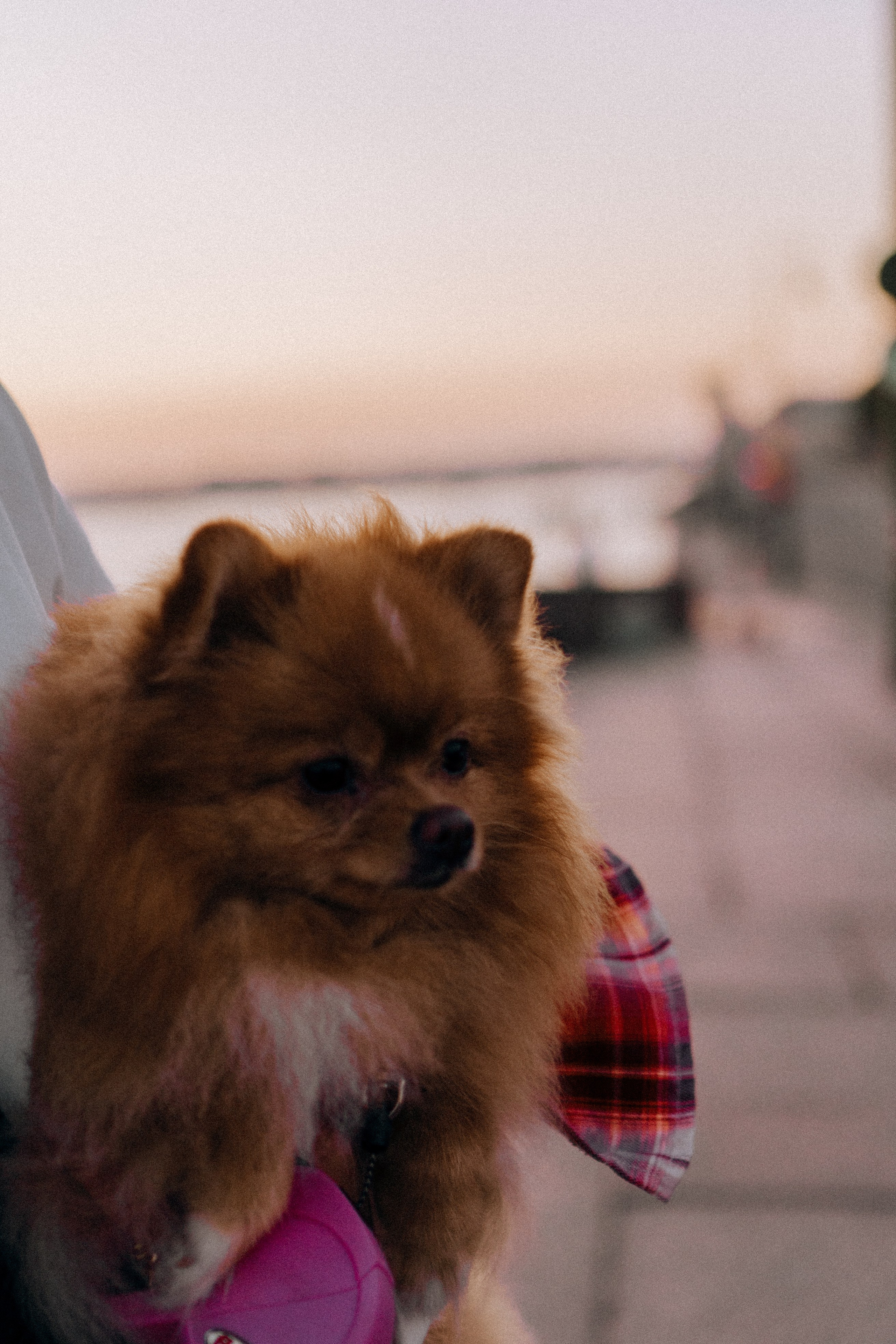 РАССВЕТНАЯ ИСТОРИЯ. Профессиональный фотограф, Санкт-Петербург — Виктория Богомолова