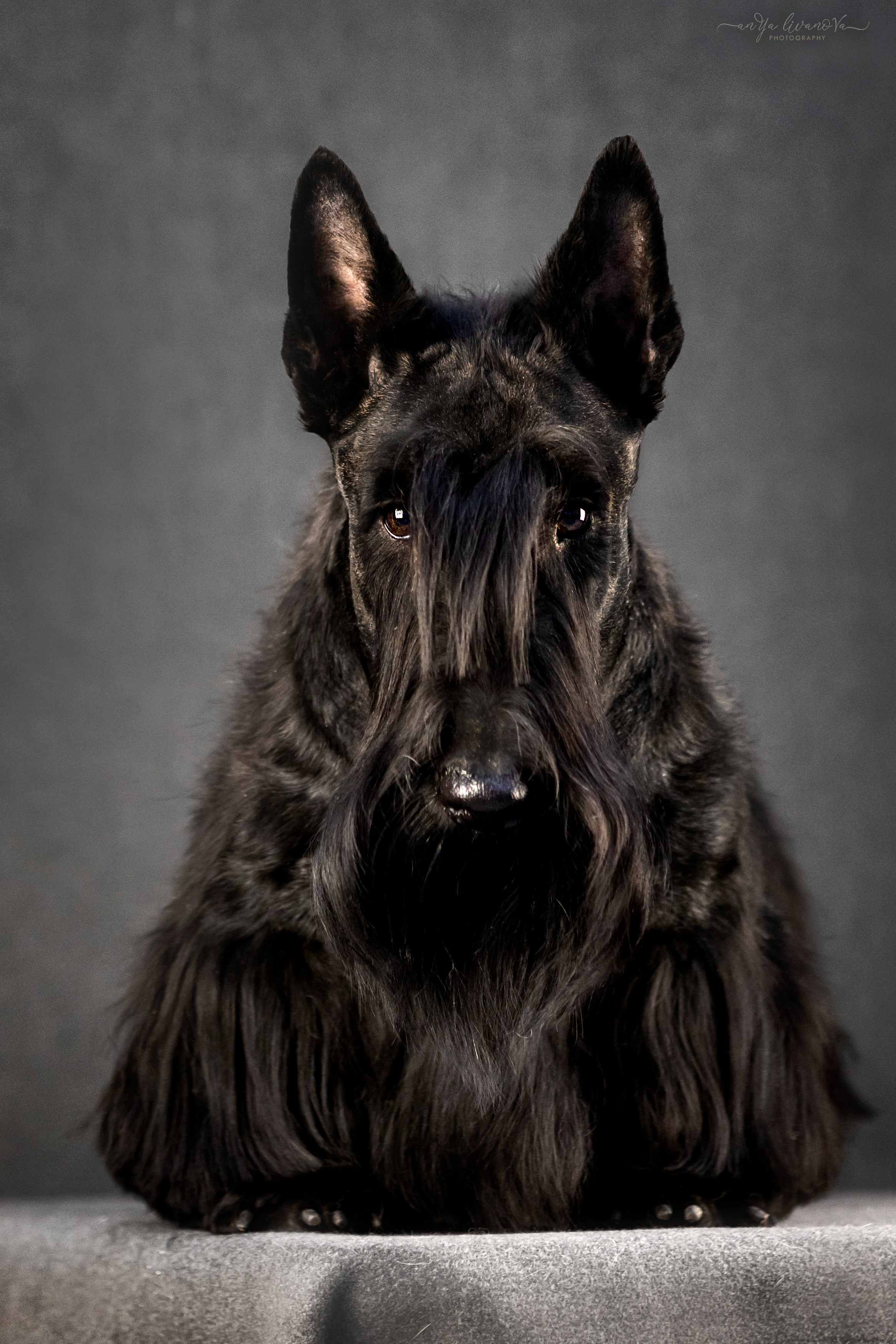 Фант. Фотограф анималист Аня Ливанова | Рыбинск