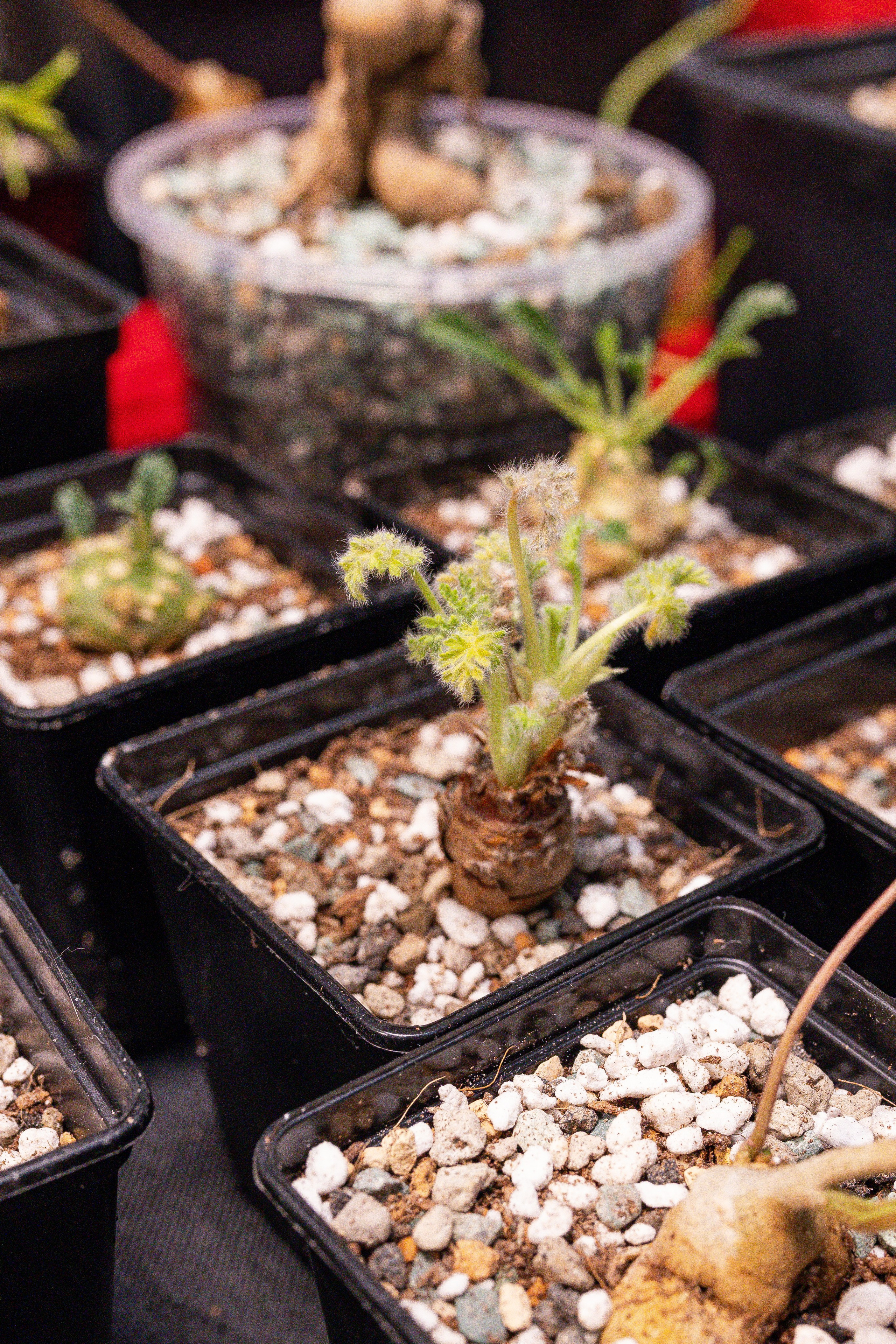 Монстериум апрель 2025. Александра Куликова фотограф, Москва