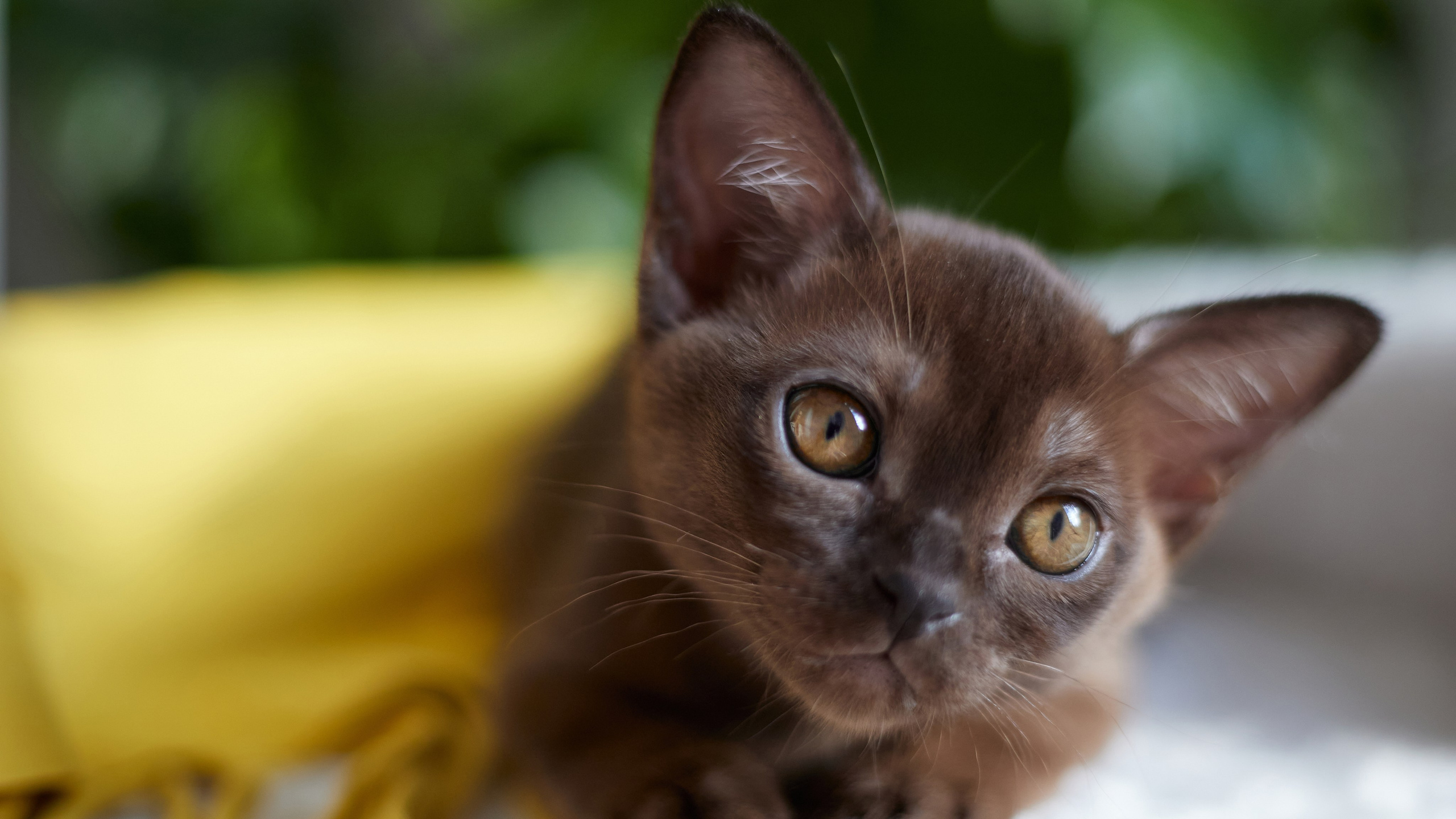 Питомник «Bouncy Life»