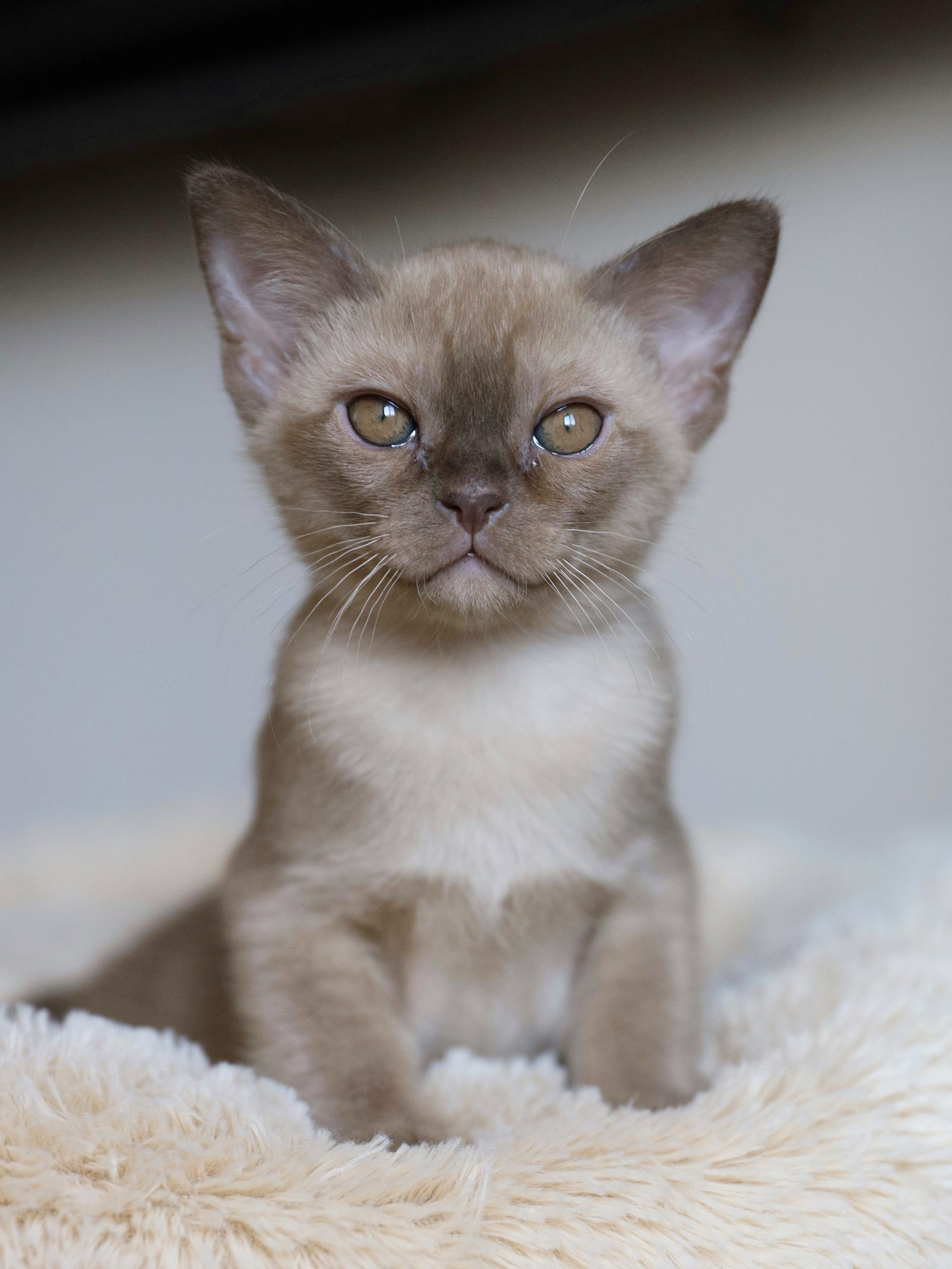 Casper. Cattery “Bouncy Life”