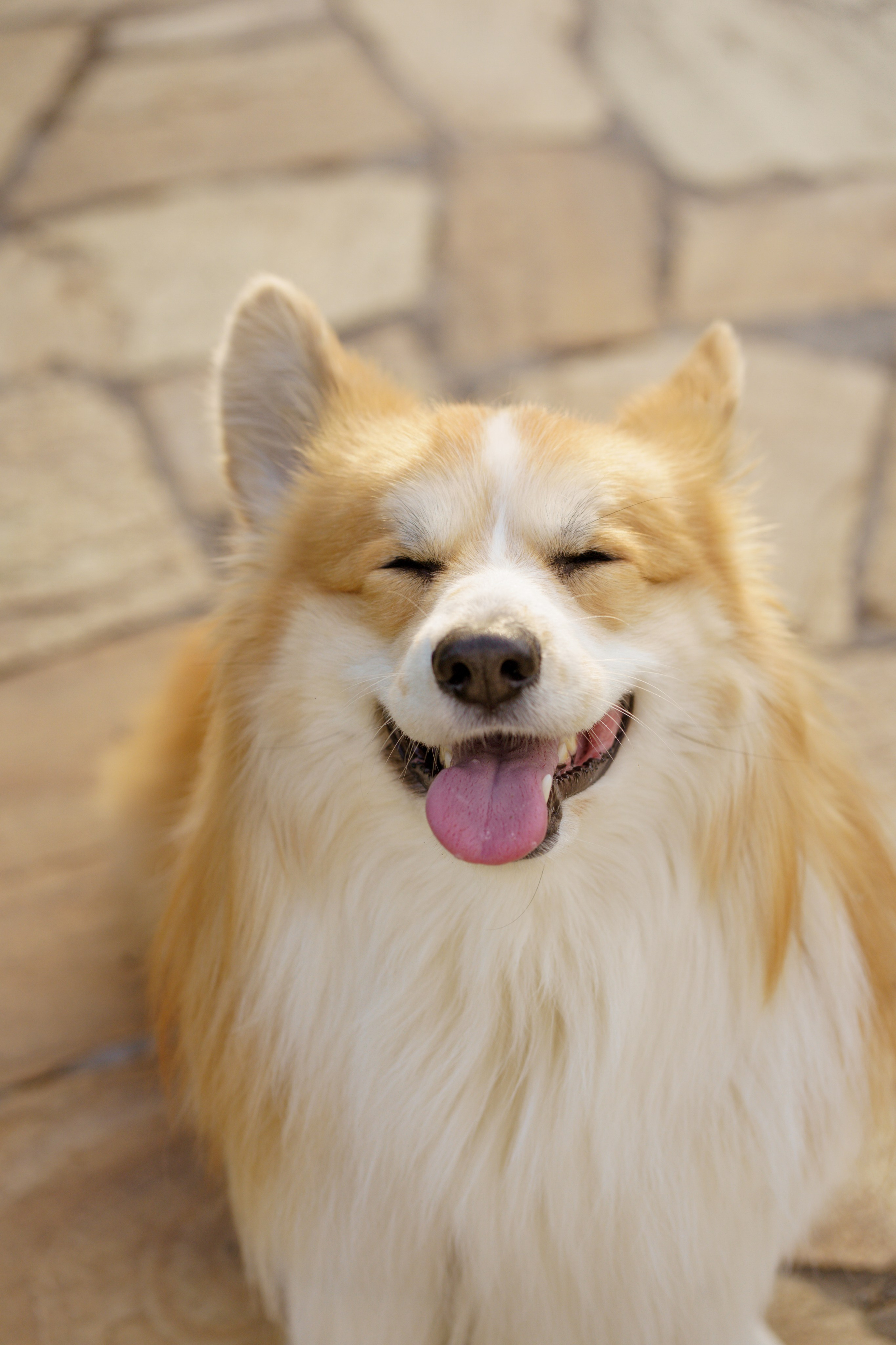 Катя, Арсений и Пух. Свадебный фотограф в Москве Анна Полушина