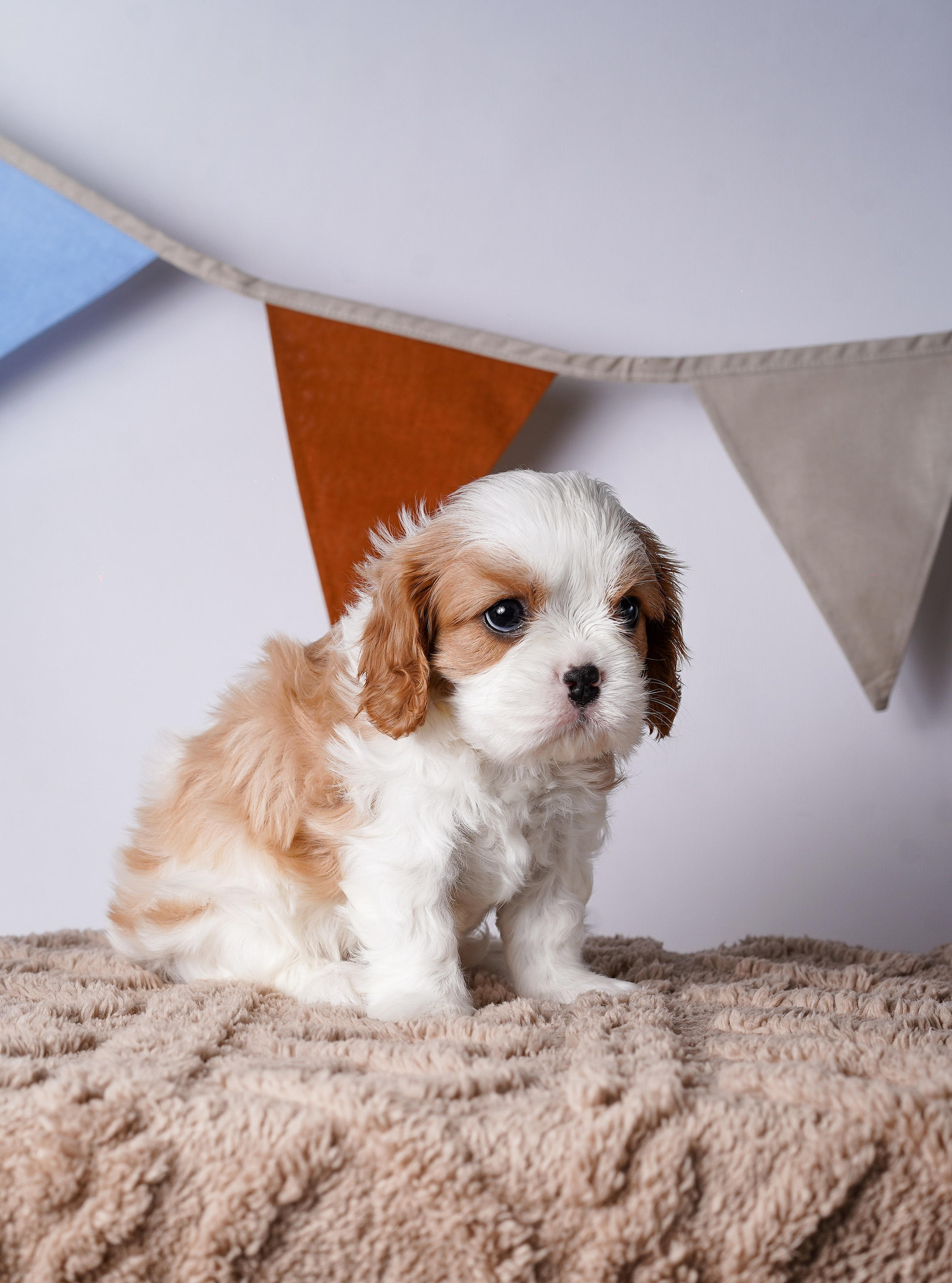 Щенки кавалер кинг чарльз спаниеля. Фотограф-анималист в Санкт-Петербурге Яна Мартынова