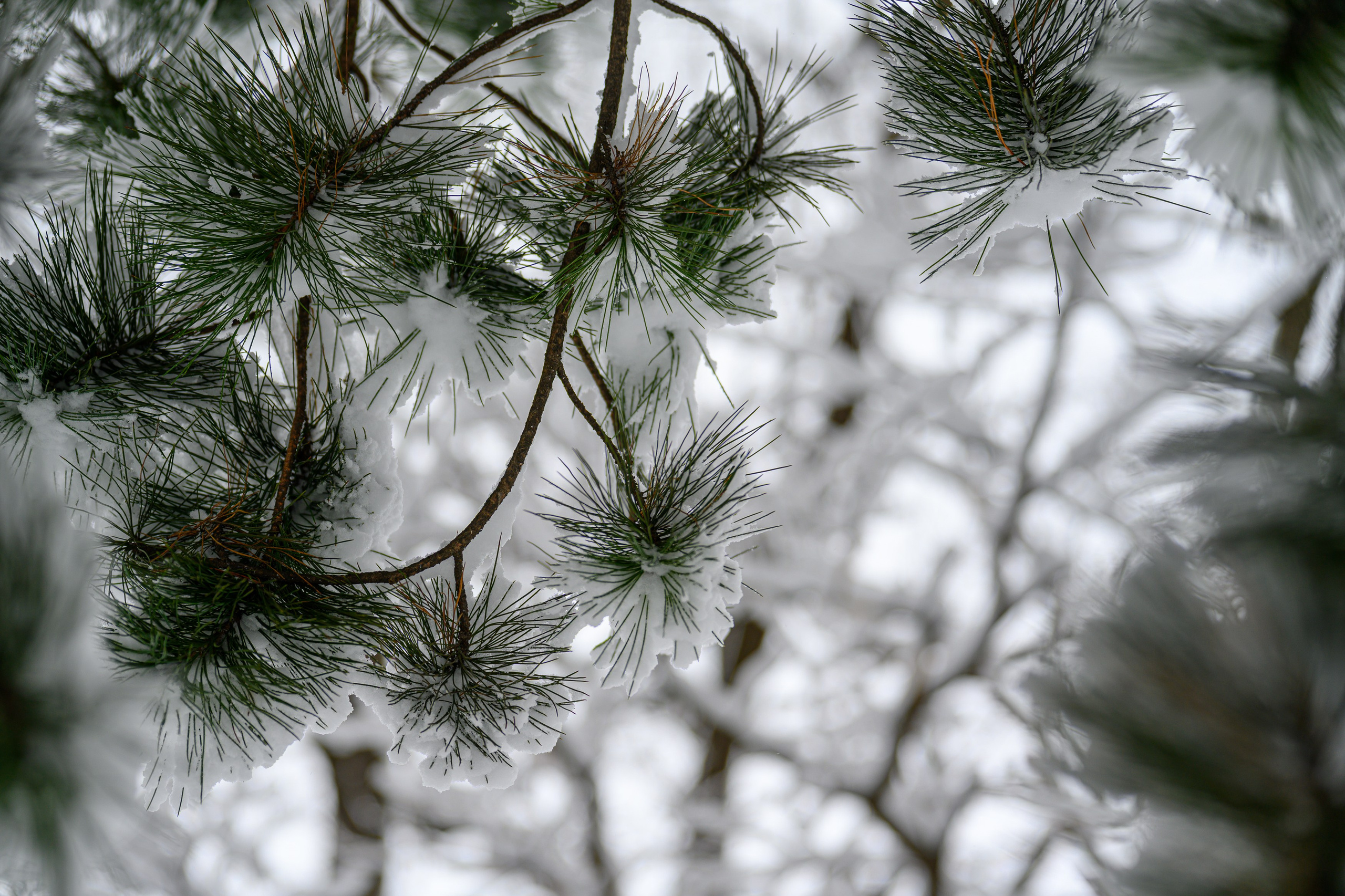 Landscape, nature, plants, details of the world around us. Personal website of photographer Dmitry Raikin