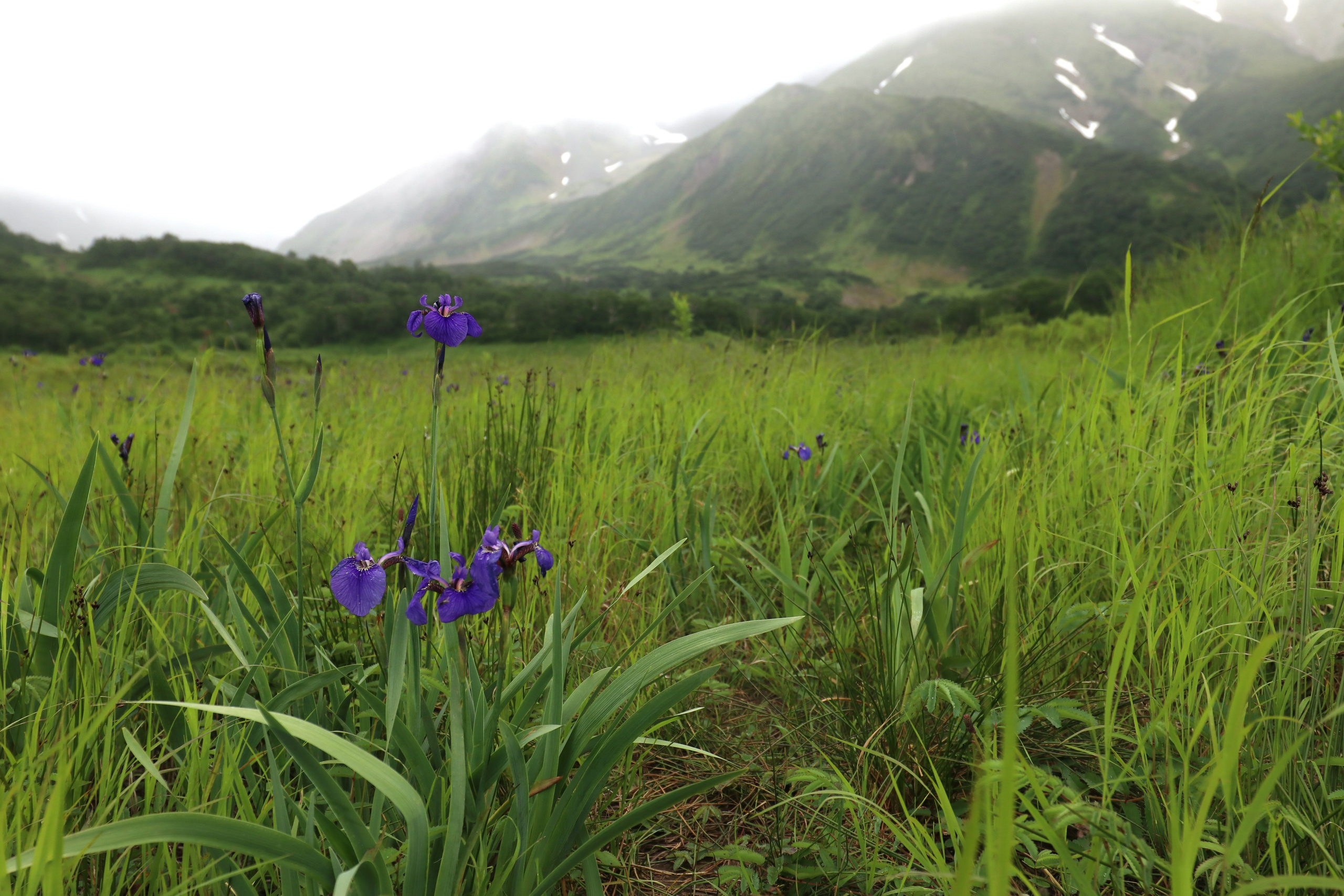 Камчатка и о. Парамушир. Июль 2024. Путешественник-фотограф из Санкт-Петербурга Татьяна Свистулина