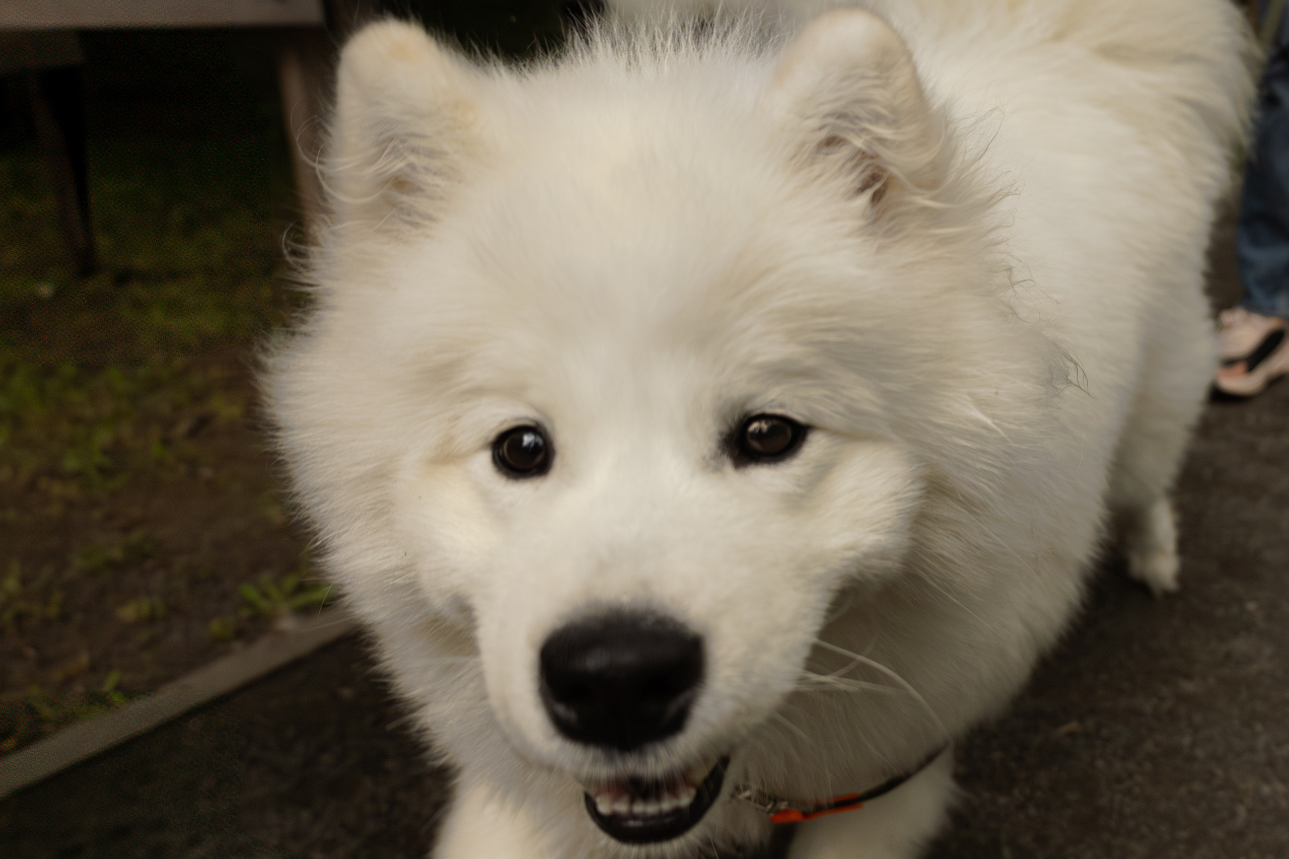 Фотосессия девушки с 2 собаками самоедами в лесопарке. Фотограф-анималист в Москве Екатерина Тихонова