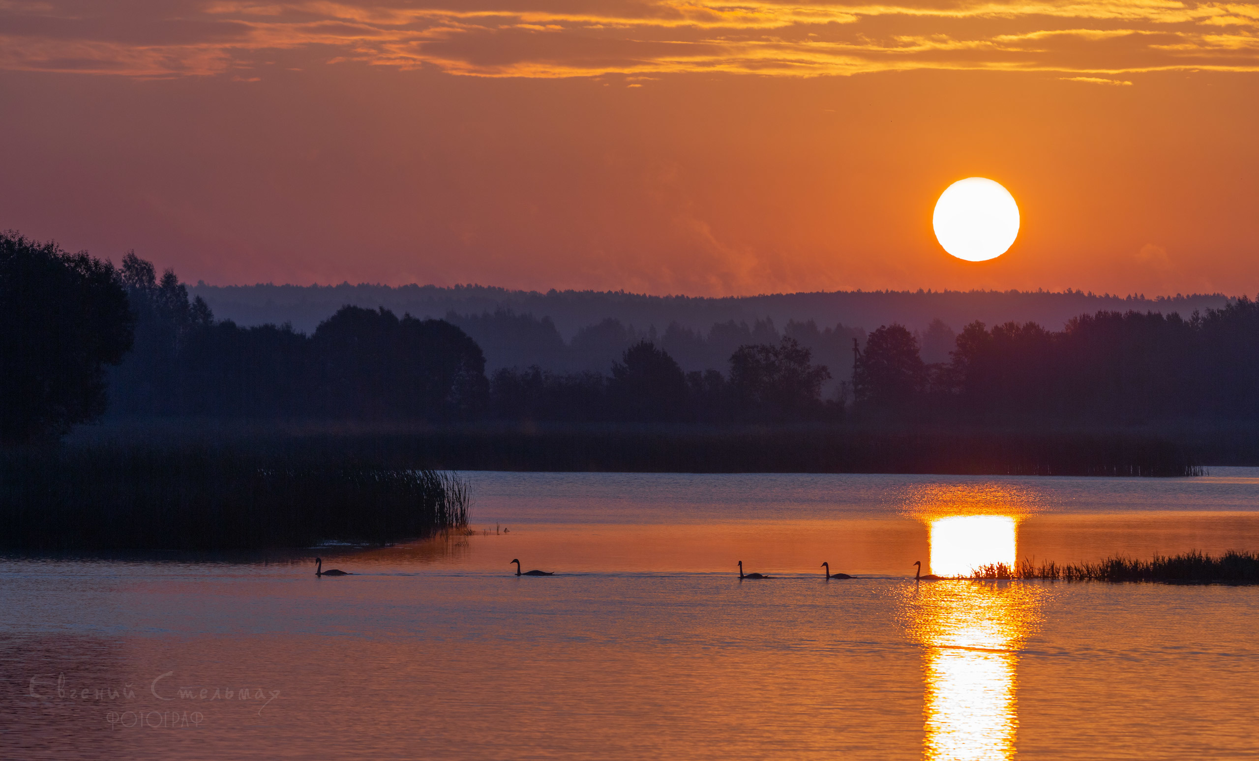 лебеди на рассвете