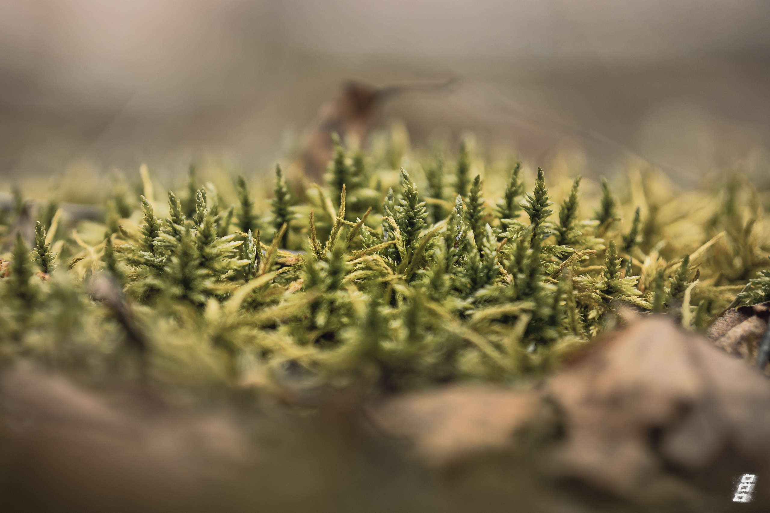 Green series. Саватейкин Ярослав | Портретный фотограф в Москве