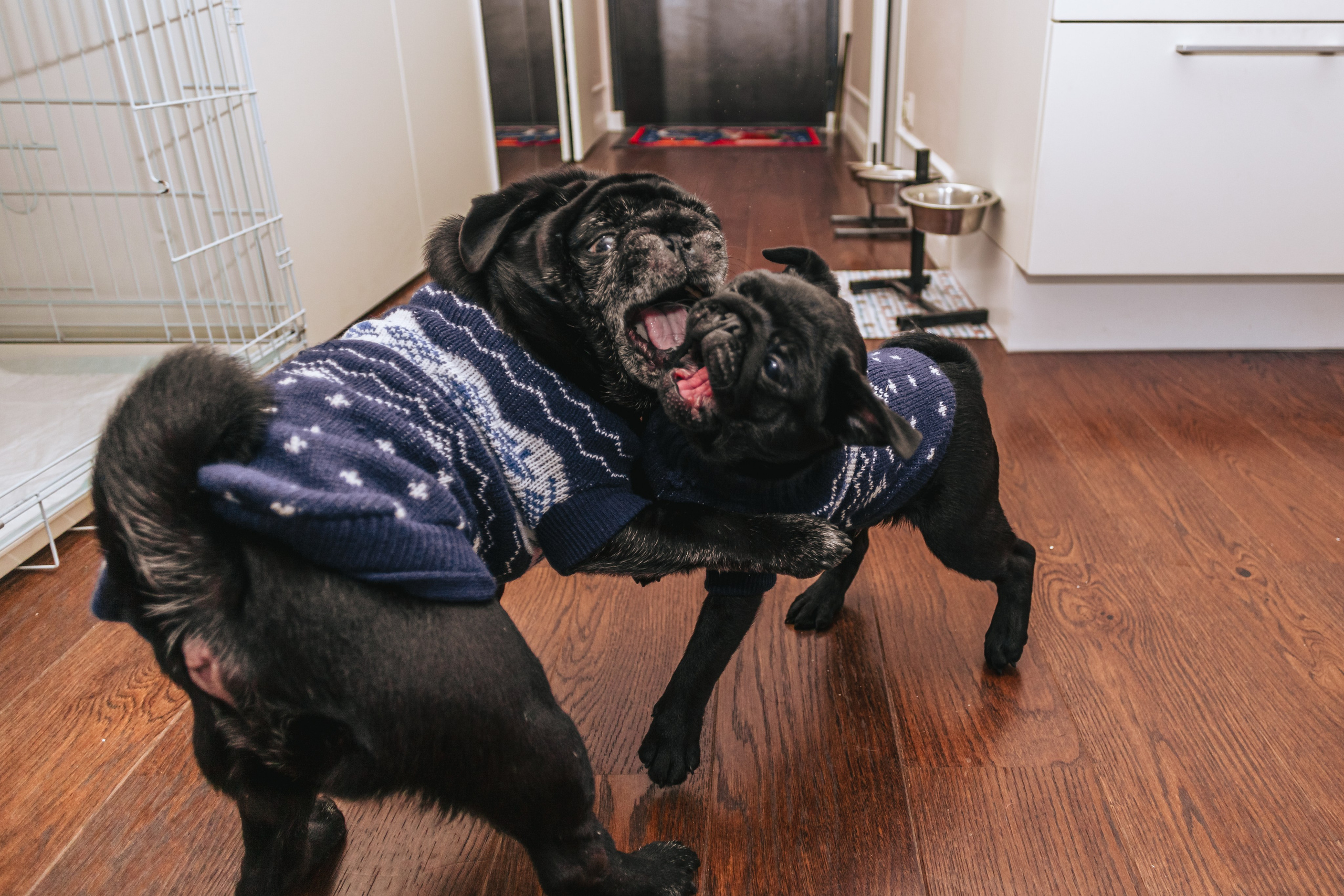 Домашняя фотосессия Оли и двух ее мопсов. Фотограф-анималист Татьяна Степанова