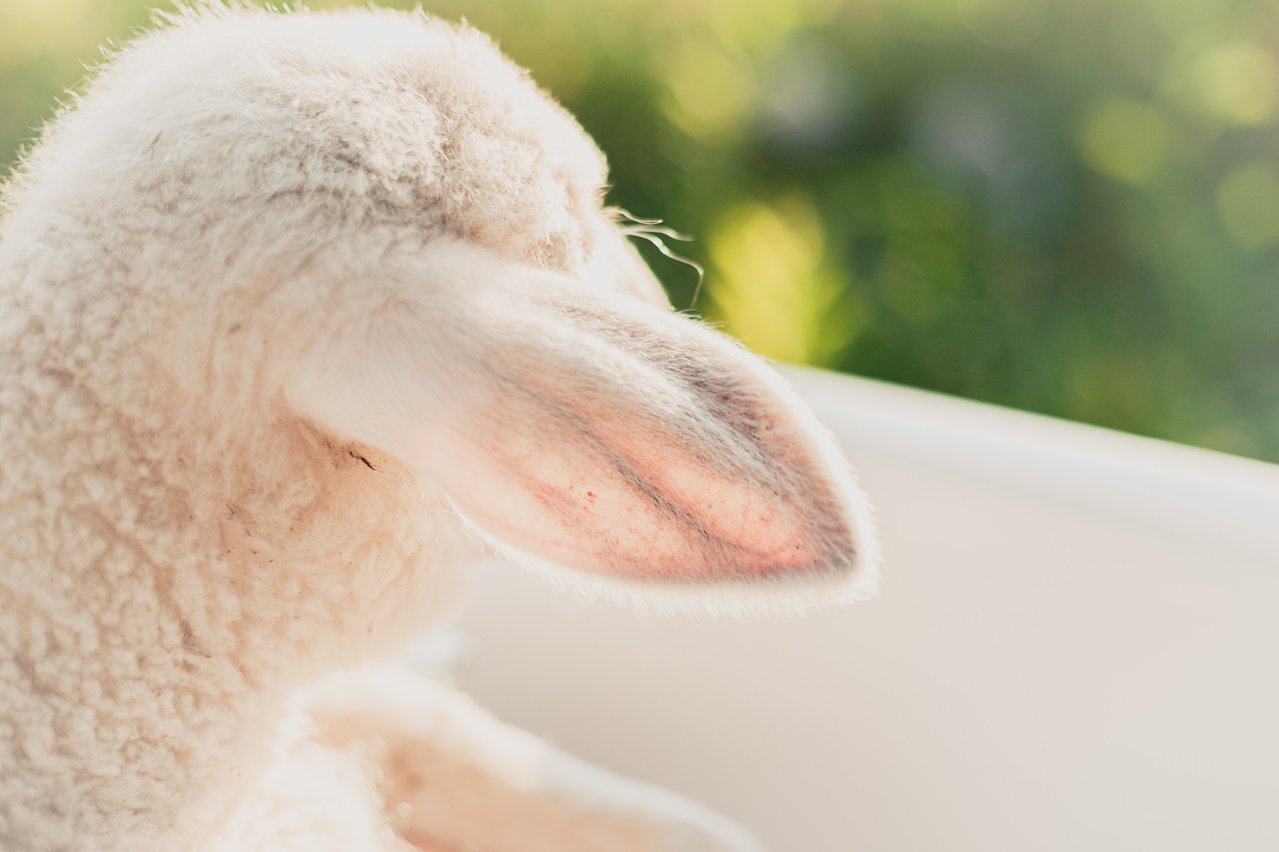 Ванна в поле. Фотограф-анималист Татьяна Степанова