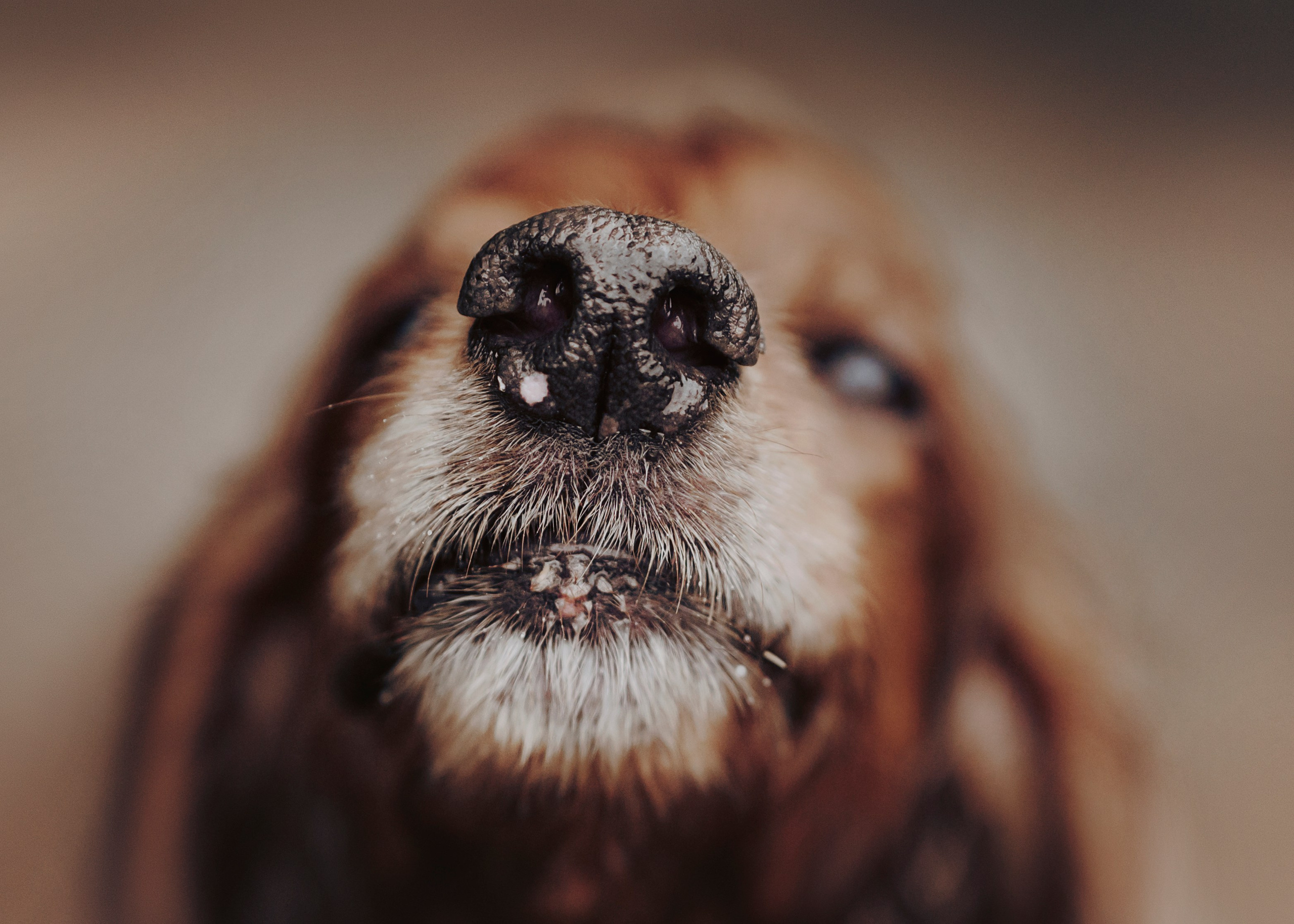 Рейн. Фотограф- анималист Александра Матвеева