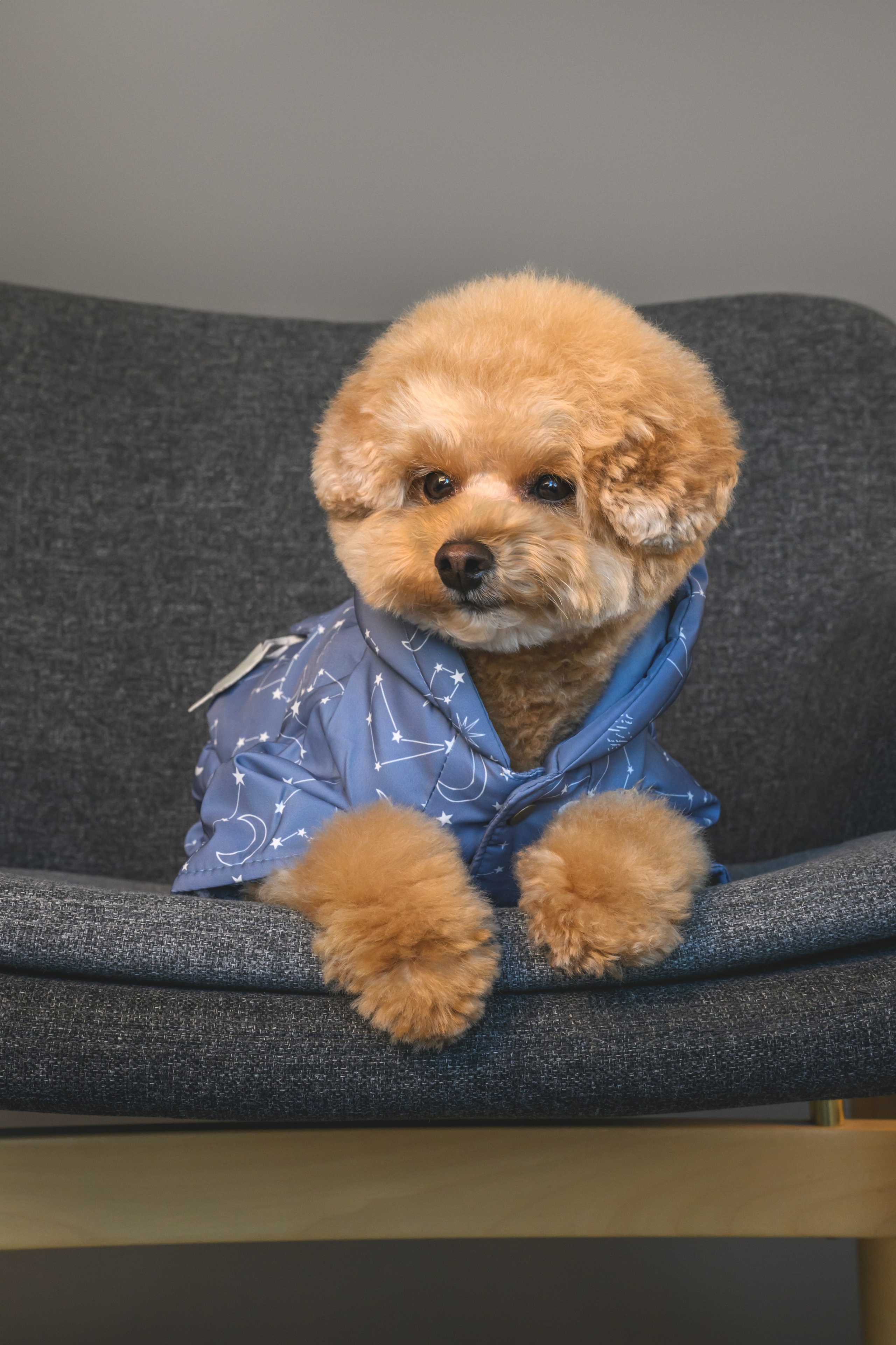 Пудель. Фотограф Анималист в Москве Анастасия Жучкова