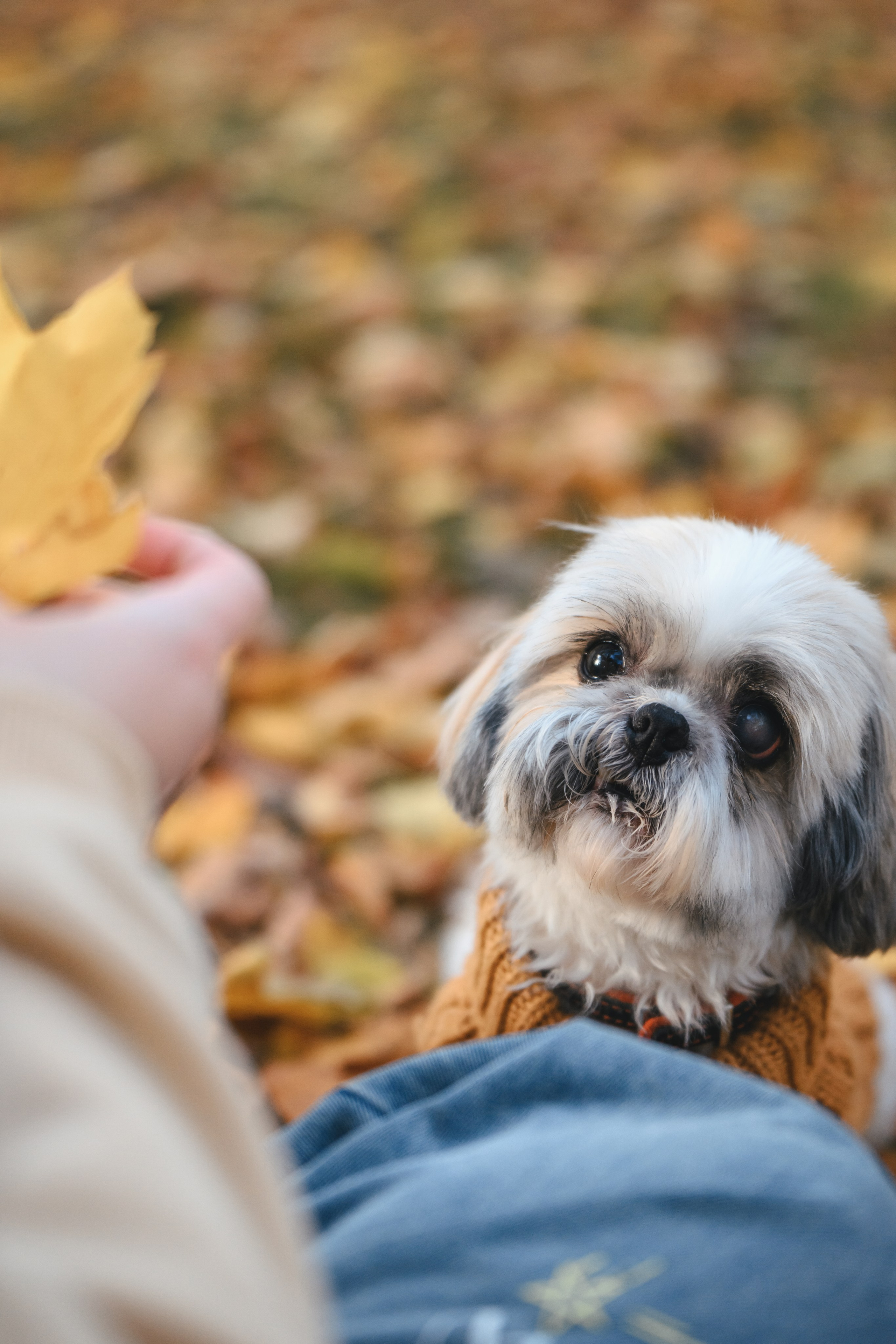 Ирина и Винни. Фотограф Анималист в Москве Анастасия Жучкова
