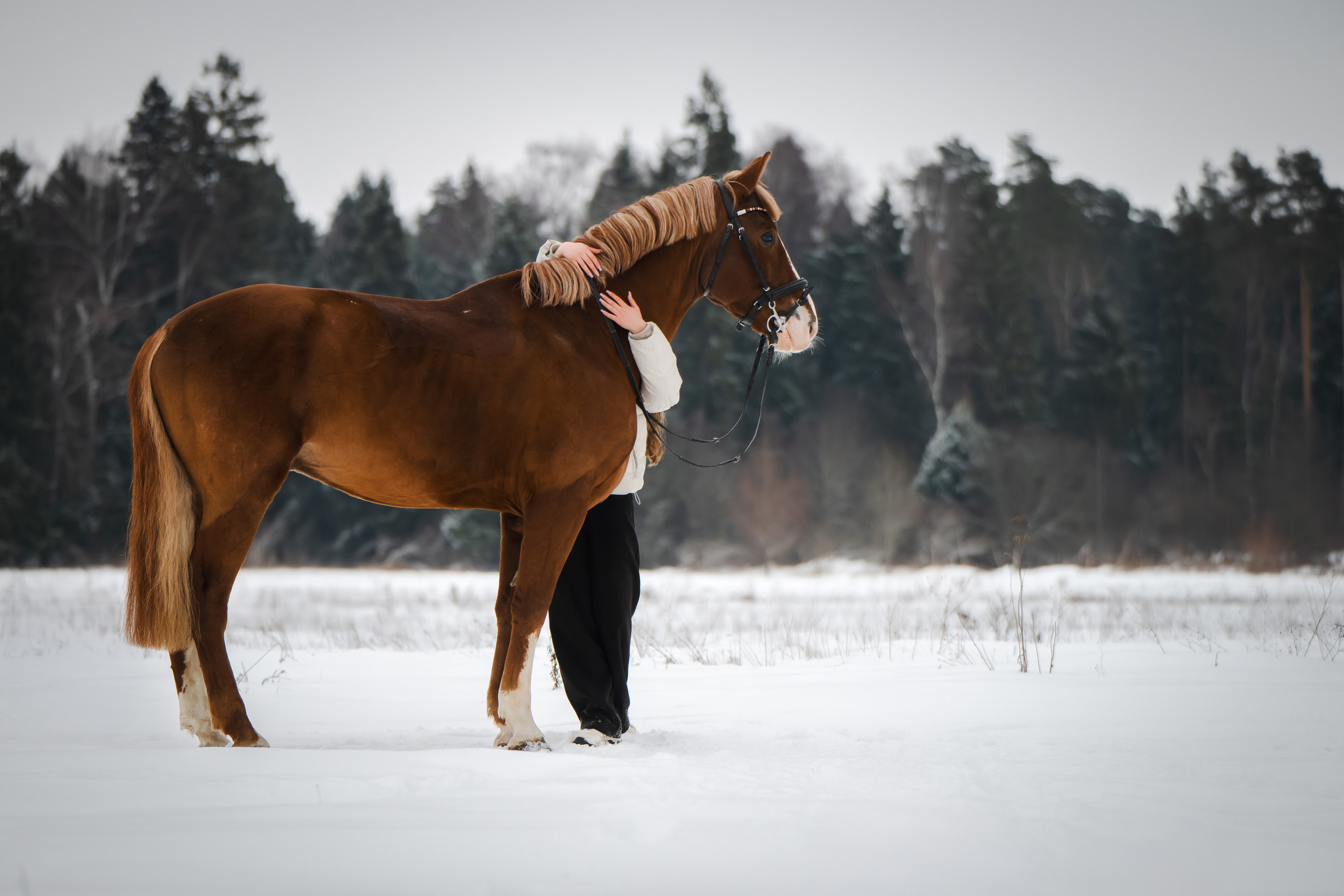 Виктория и Лео. Фотограф Анималист в Москве Анастасия Жучкова