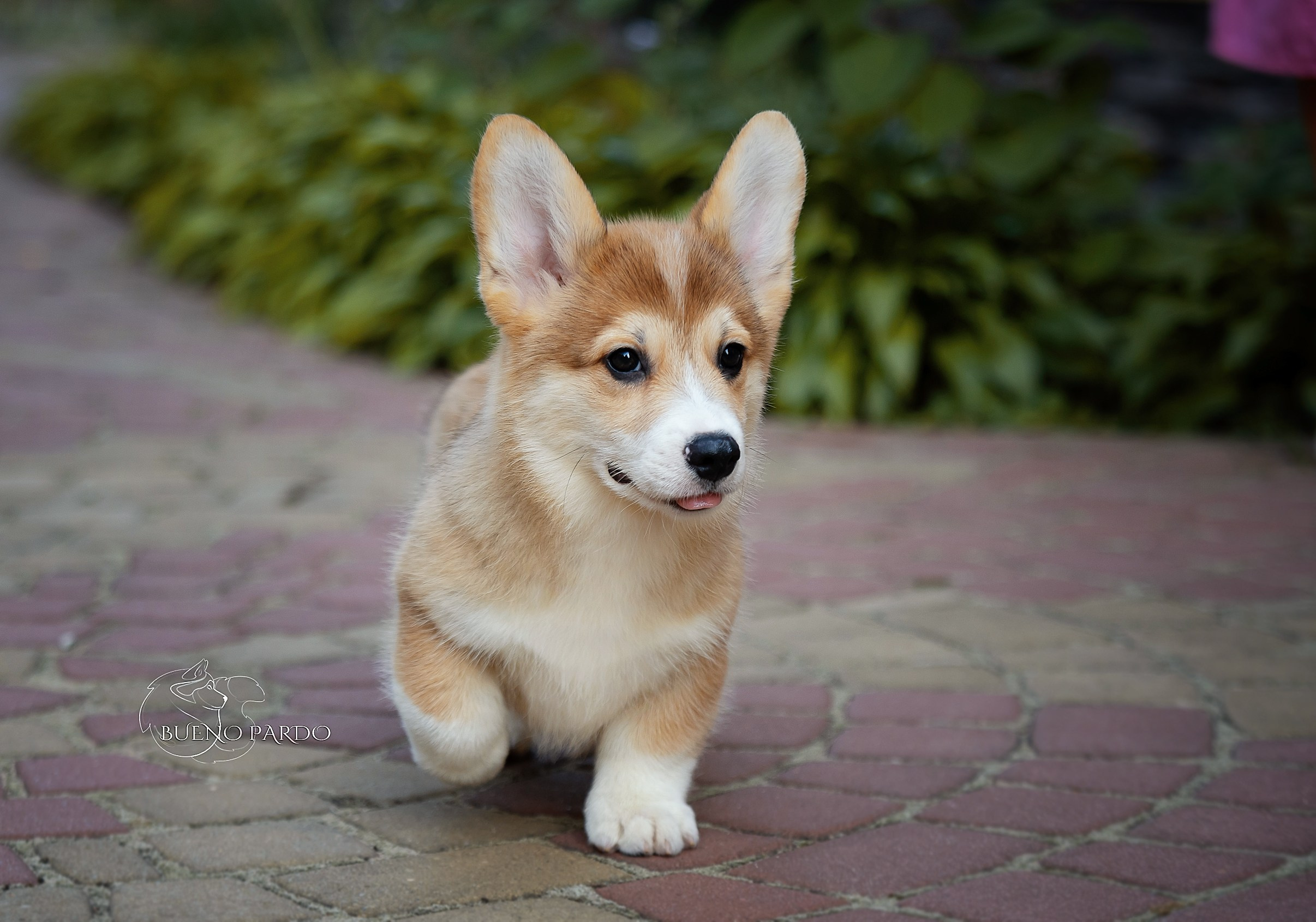 Щенки вельш корги пемброк из питомника. Питомник собак Акита, Хаски, Корги