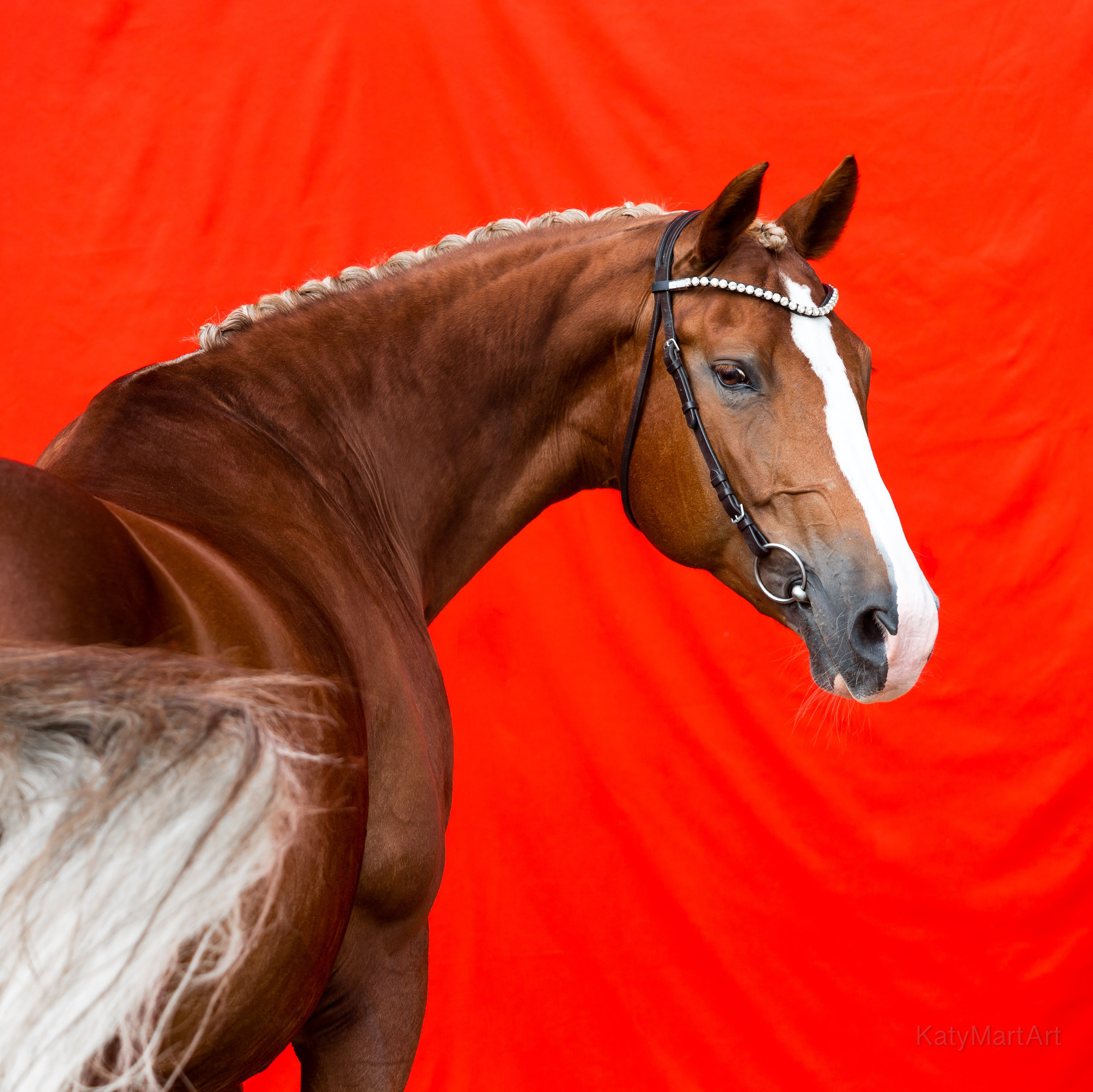 В красном. KatymartArt — Equine photography