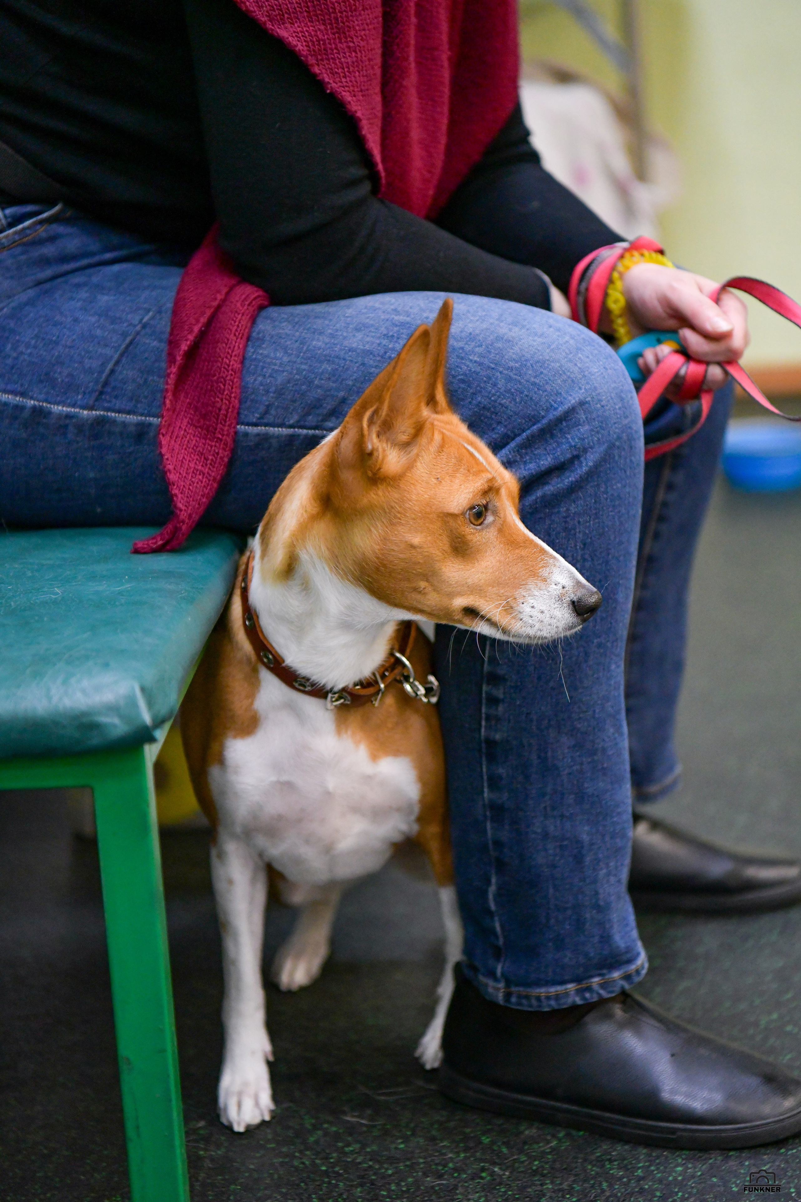 Кинологический клуб «Бодрый хвост». Свой взгляд через объектив