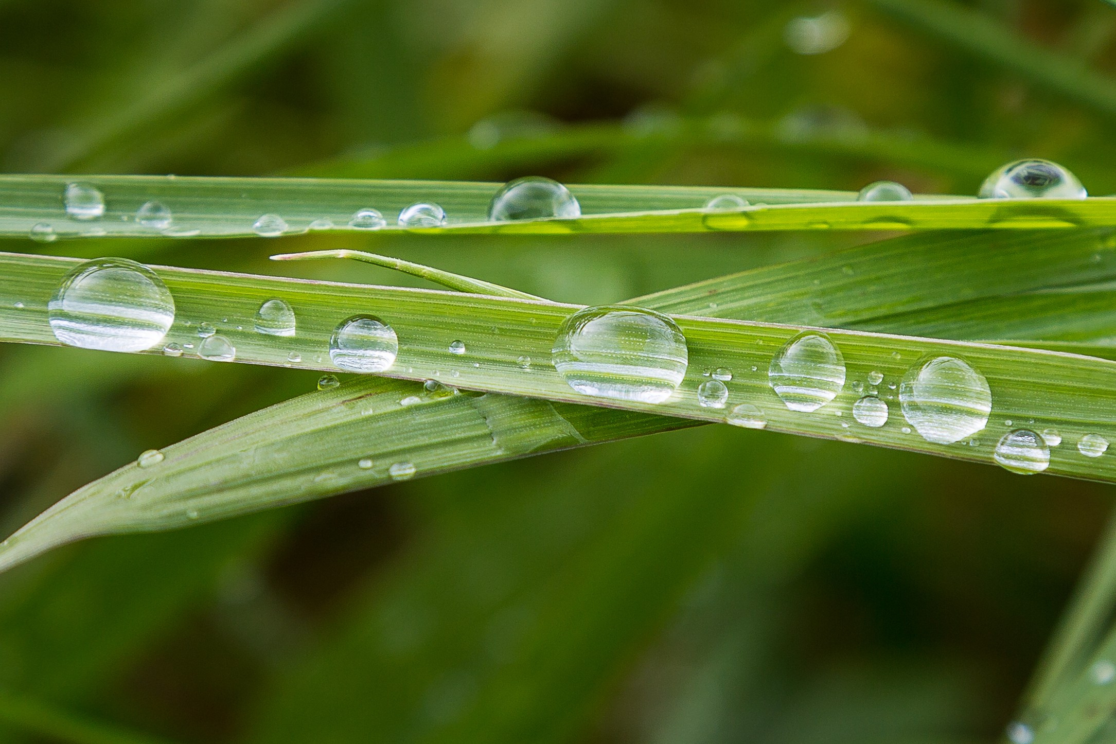 Мир растений. Пейзажи Крайнего Севера. Баренцево море, Рыбачий, Средний, Немецкий