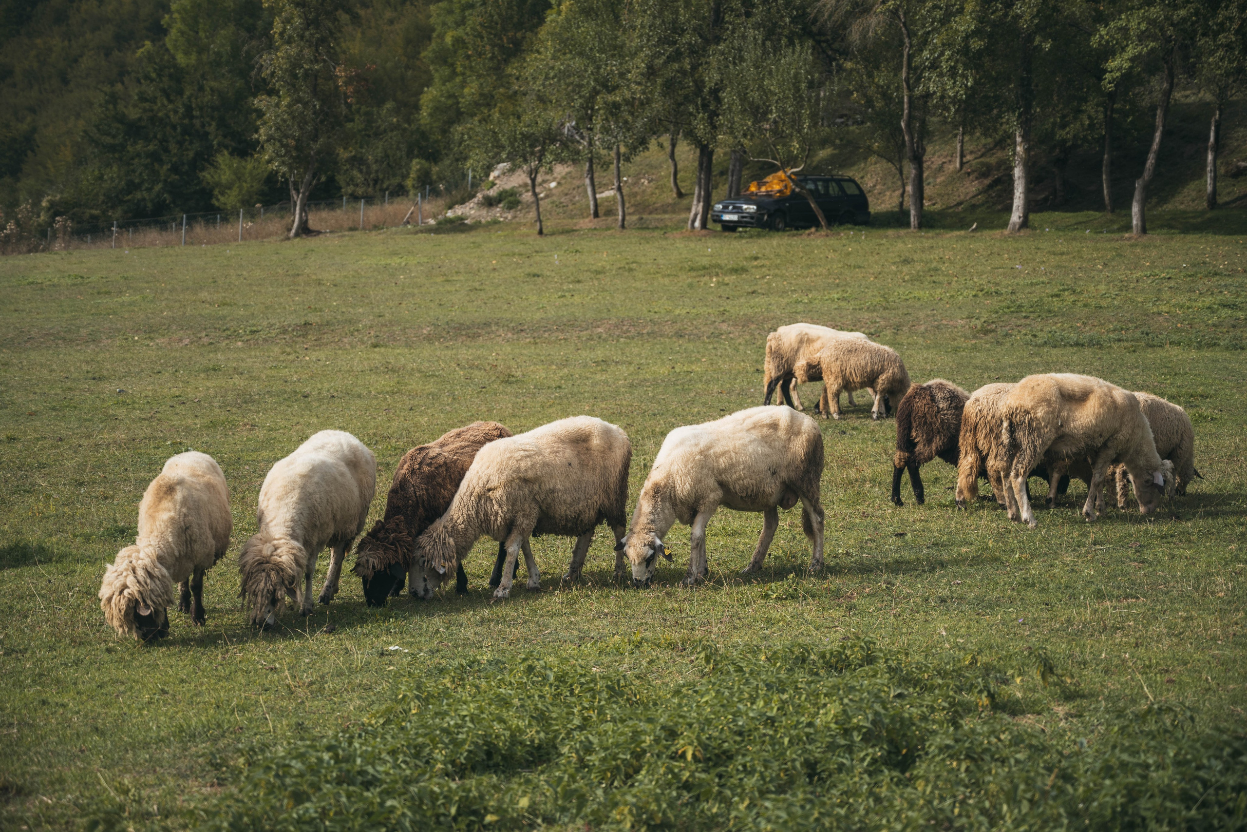 ДОЛИНА РАПОЯНА. ЧЕРНОГОРИЯ. Фотограф в Белграде Чугреева Елена