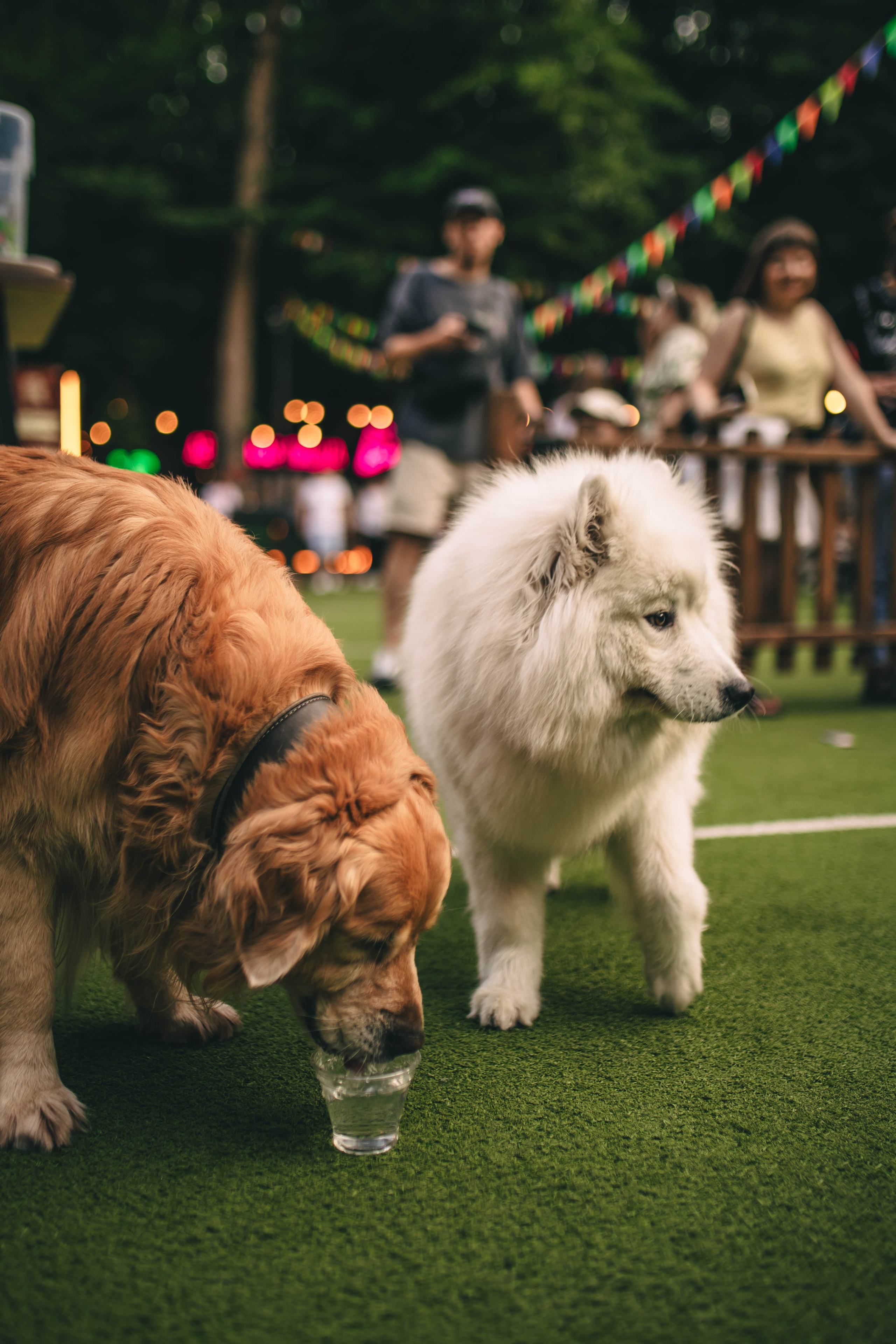 Pet-Party + Live-music |Парк Культуры. Фотограф в Ставрополе Алина Клочкова