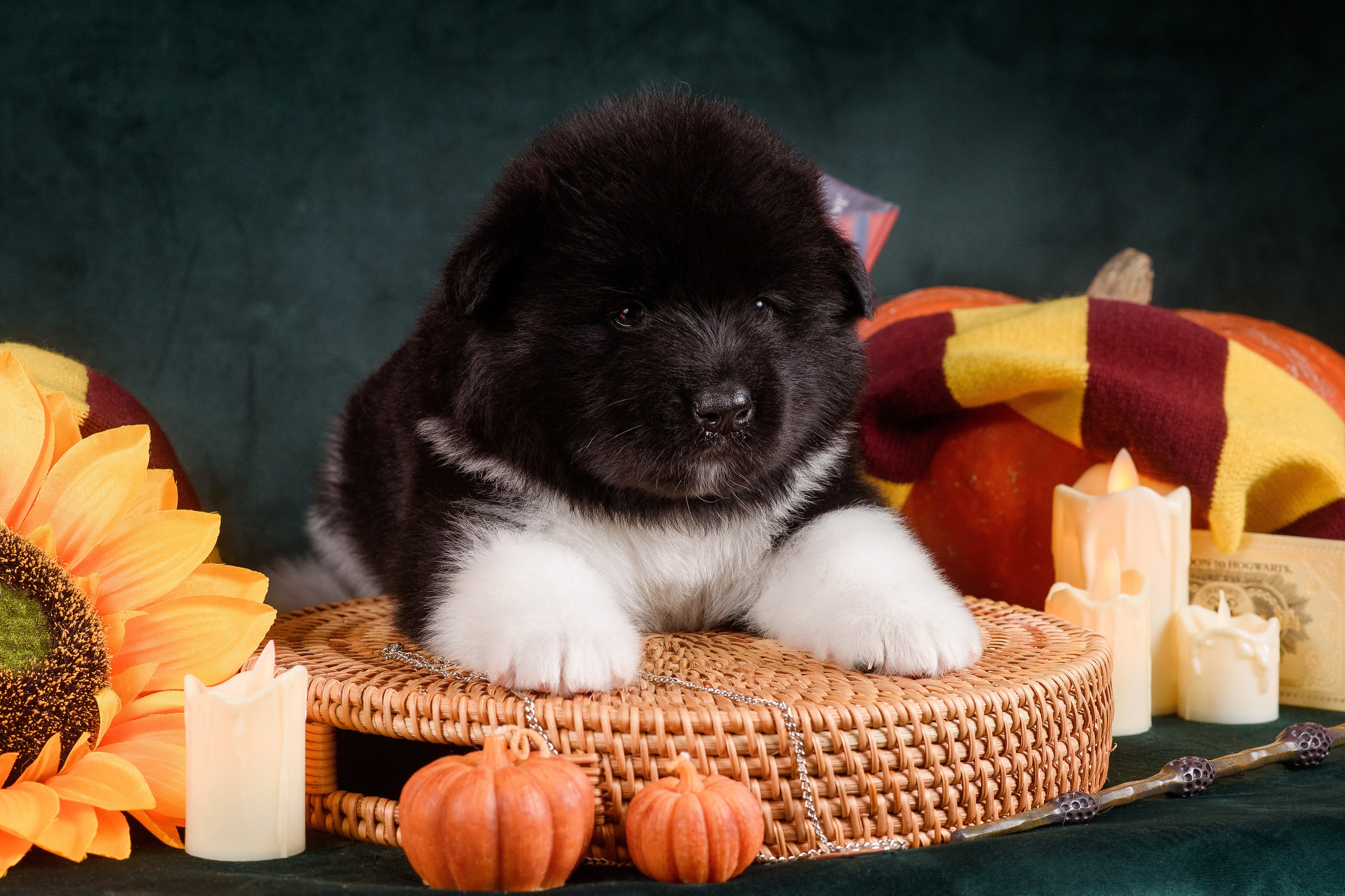 Щенки Американской Акиты — 04.11.2024. Фотограф — Анималист | Анна Абрамова