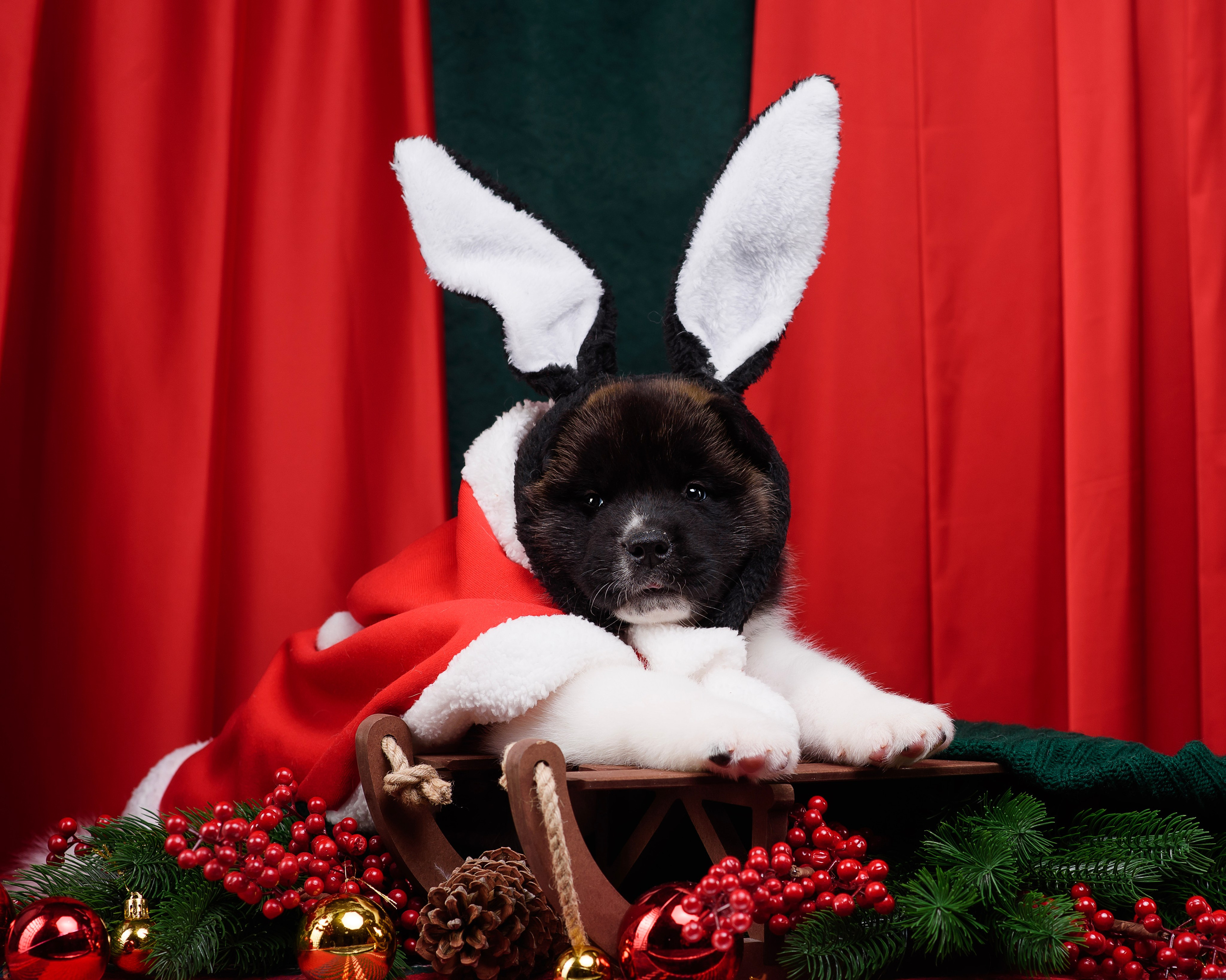 Щенки Американской Акиты. Фотограф — Анималист | Анна Абрамова