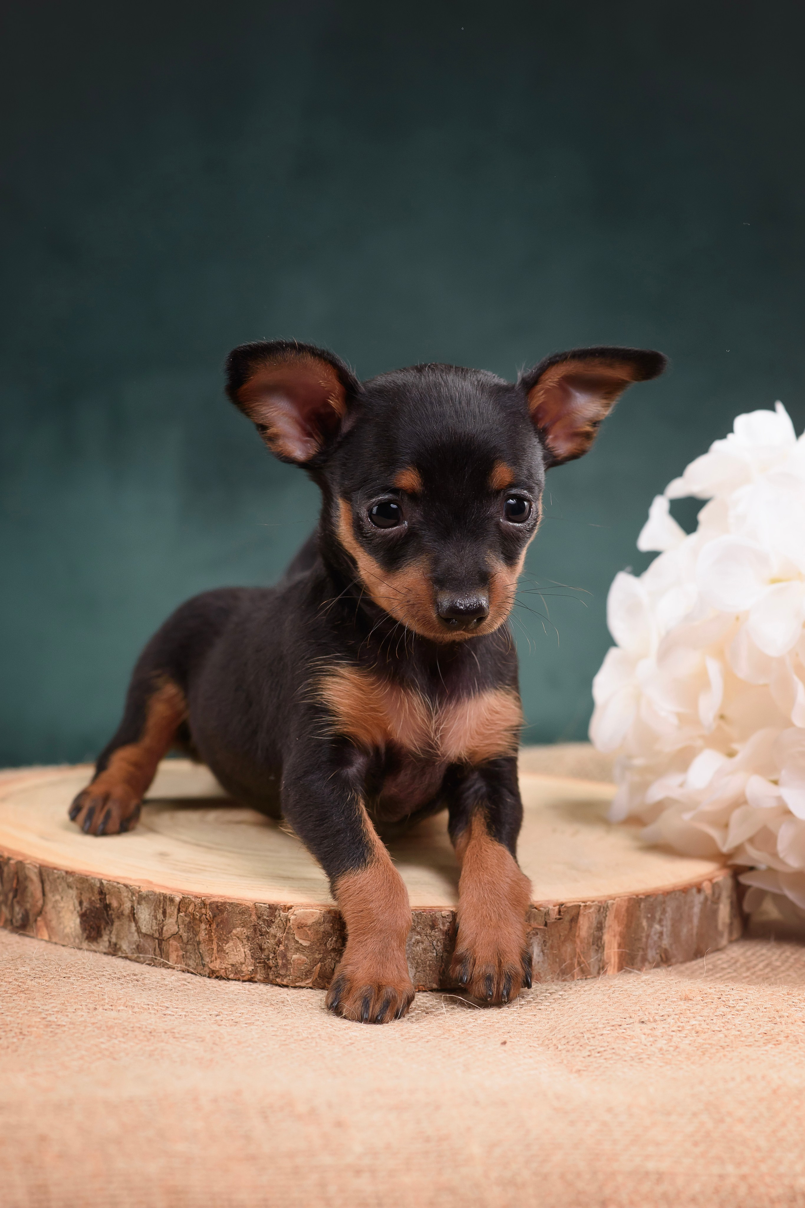 Щенки Пражского крысарика — 19.10.2025. Фотограф — Анималист | Анна Абрамова