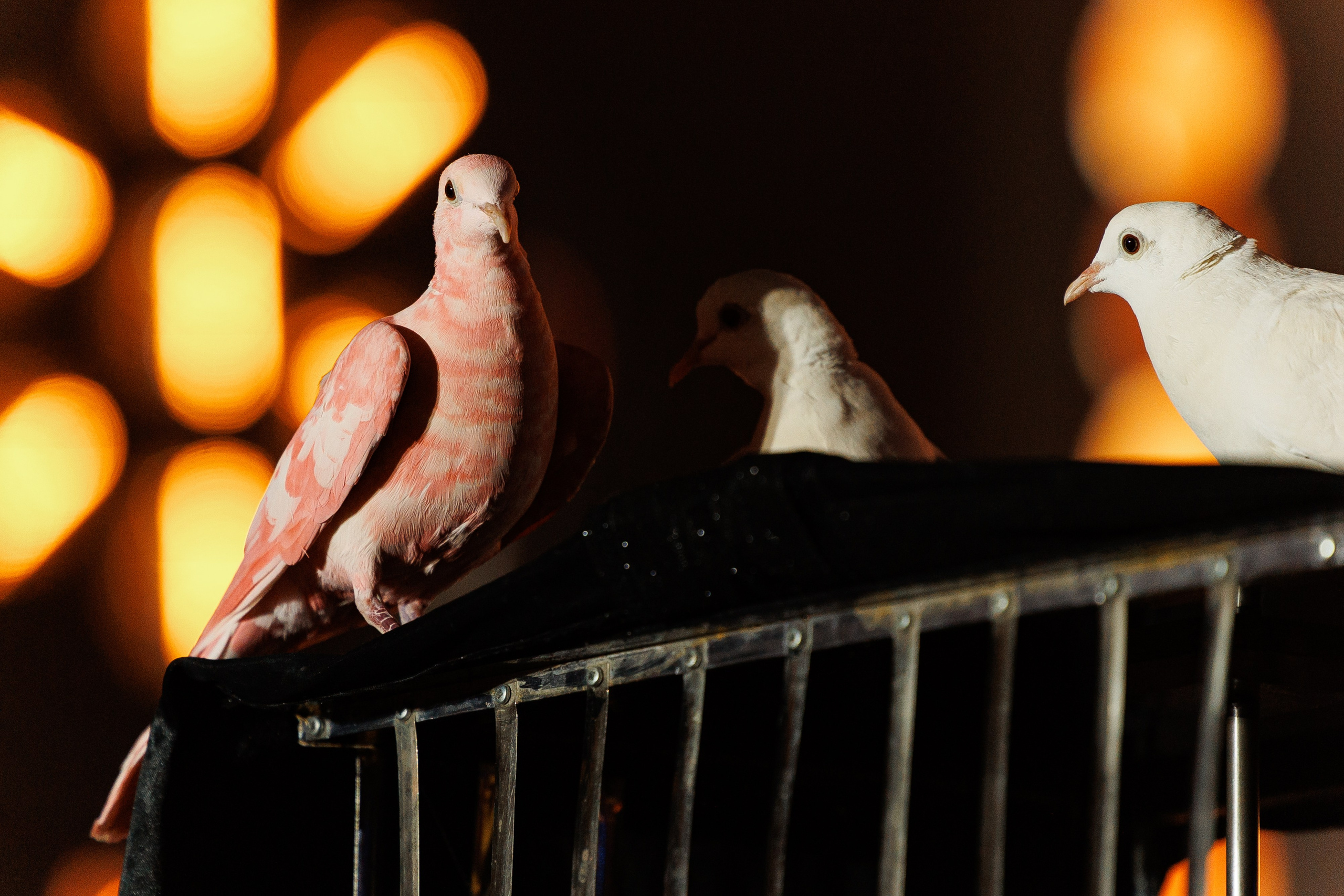 Спортивный фотограф фотограф Минск репортажный фотограф минск москва фотосесия спортивное мероприятие Минск Москва Корпоратив фотограф. Свадебный фотограф — Крюков Константин