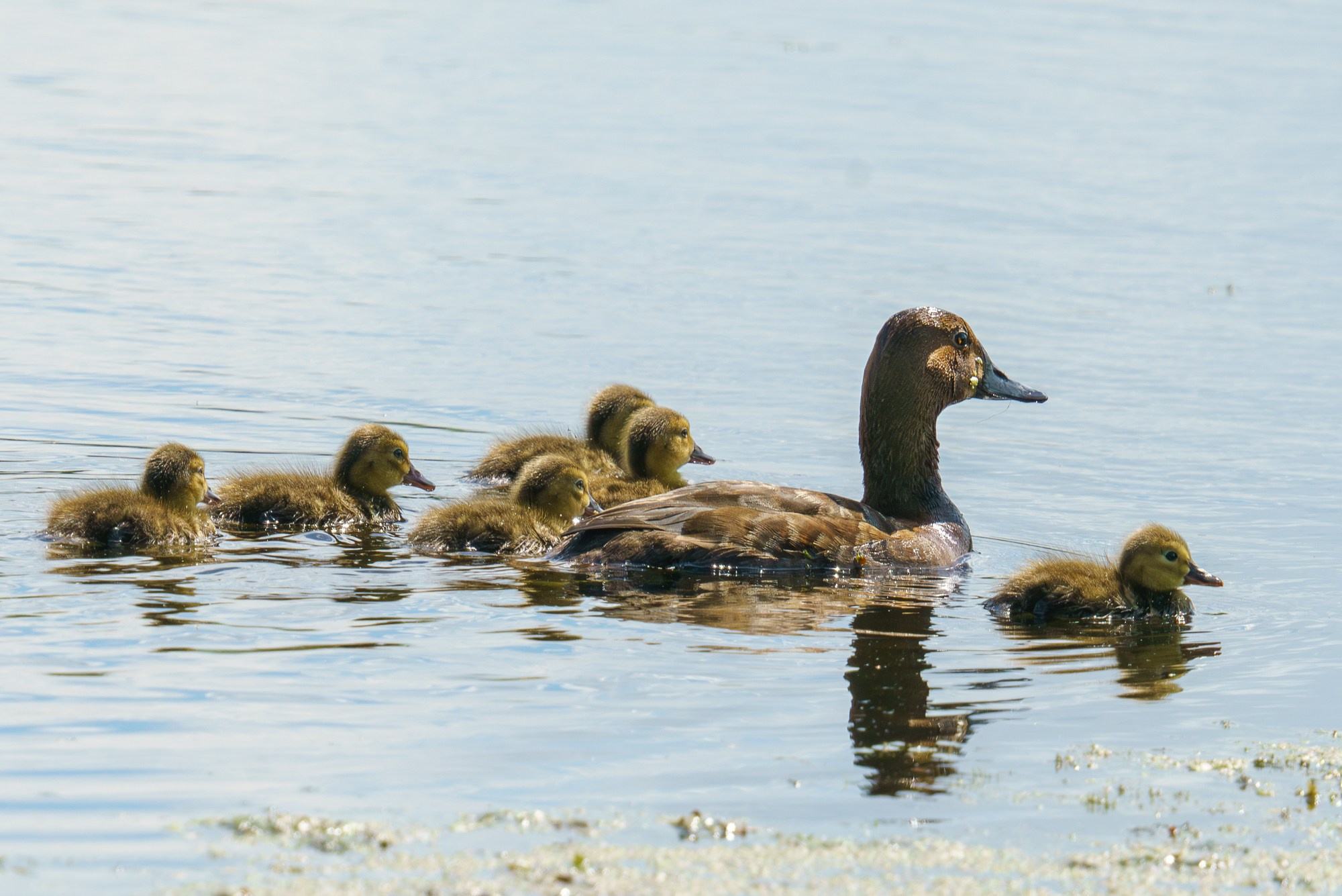 Удивительные мир птиц. Вокруг нас столько прекрасного — присмотритесь!. Ваш личный фотограф Марина Волкова