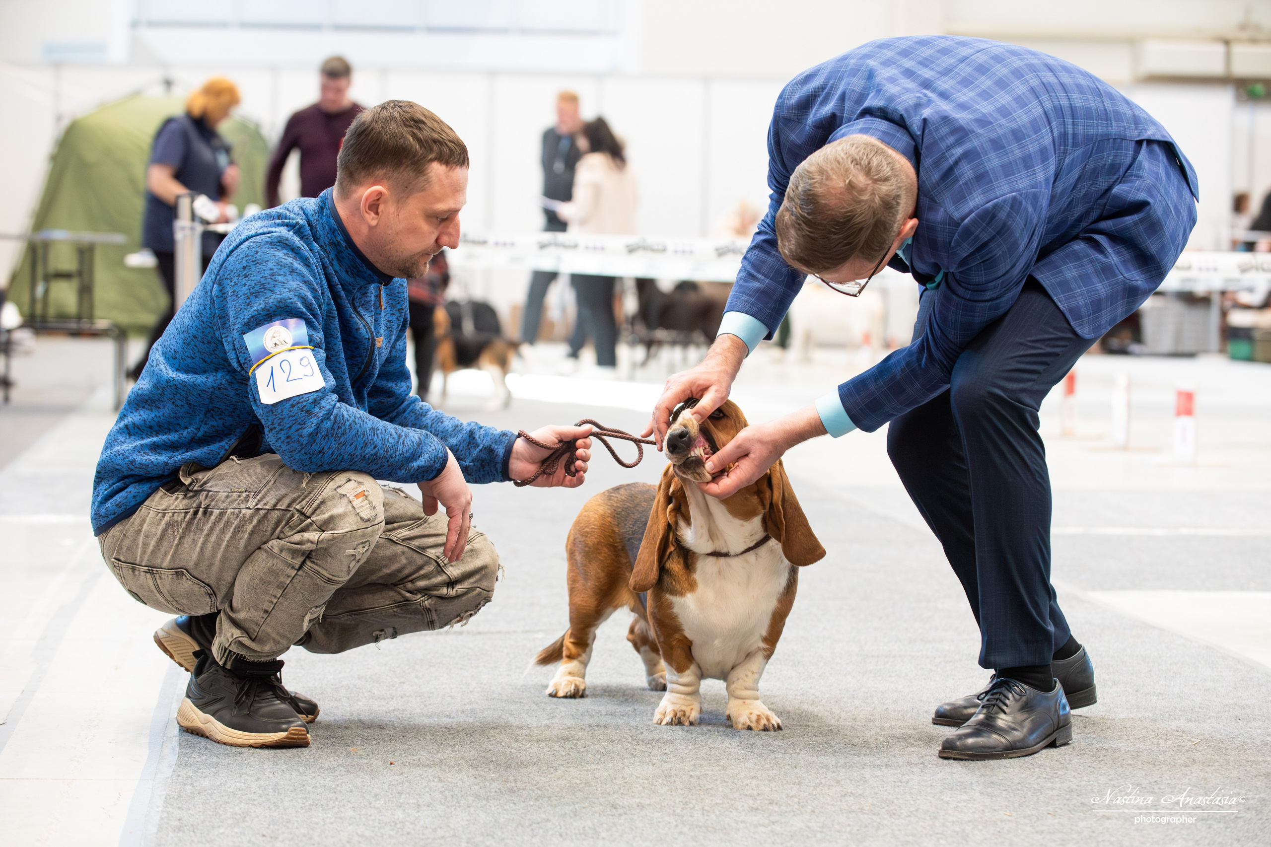 Выставки. Фотограф — Анималист