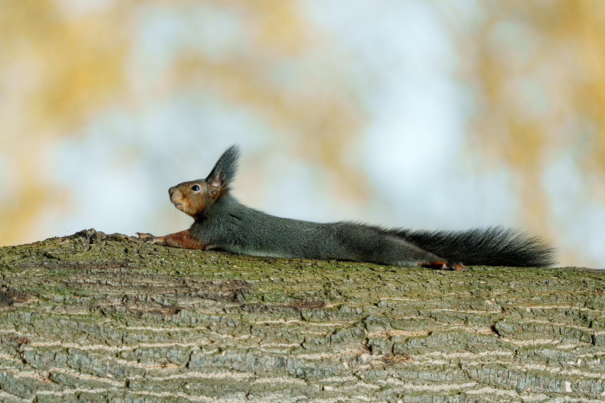 Животные. Ваш личный фотограф Марина Волкова