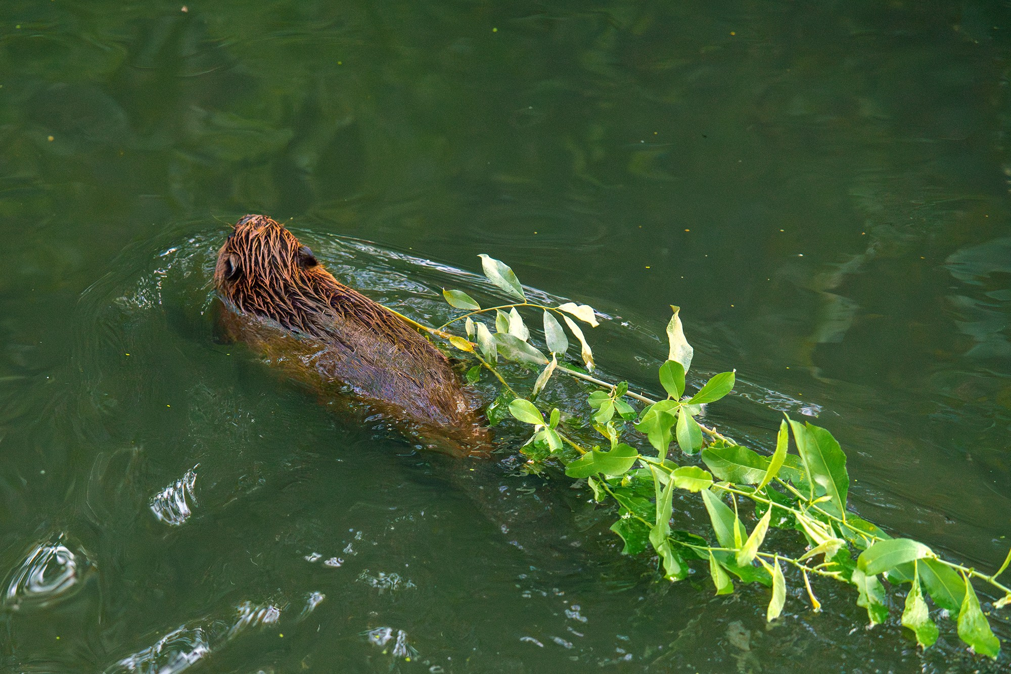 Животные. Ваш личный фотограф Марина Волкова