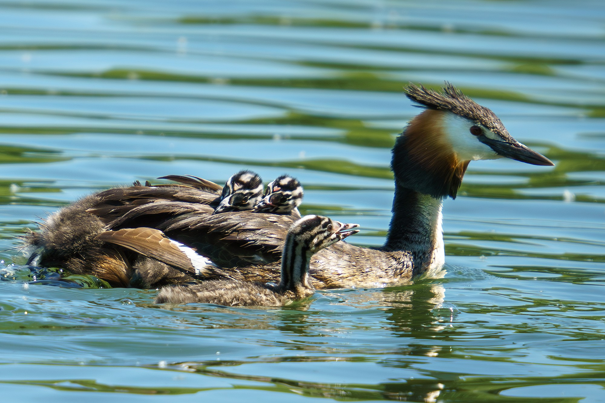 Удивительные мир птиц. Вокруг нас столько прекрасного — присмотритесь!. Ваш личный фотограф Марина Волкова