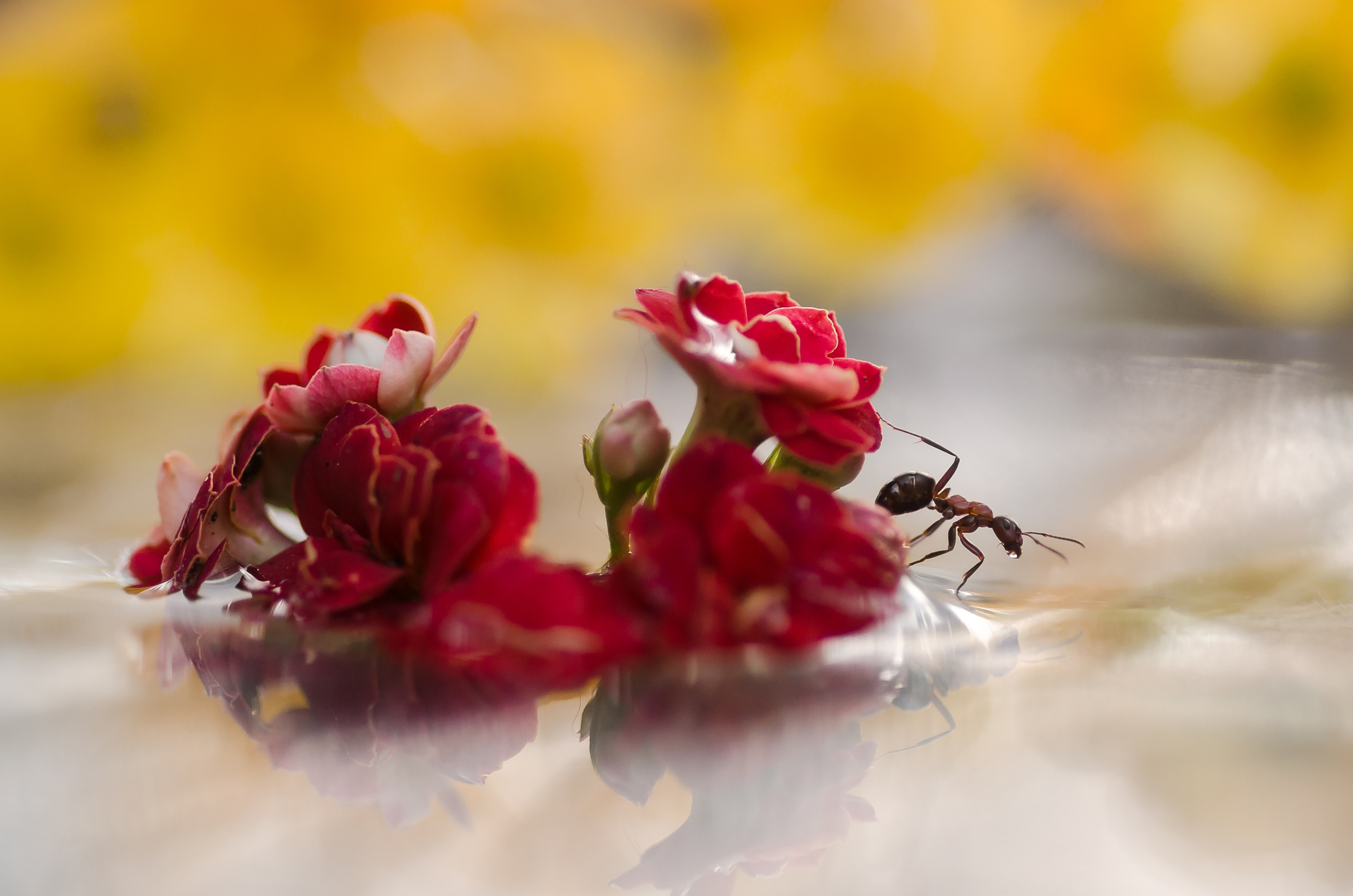 Природа. Фотограф Таинства Крещения в Саратове Ильченко Артем