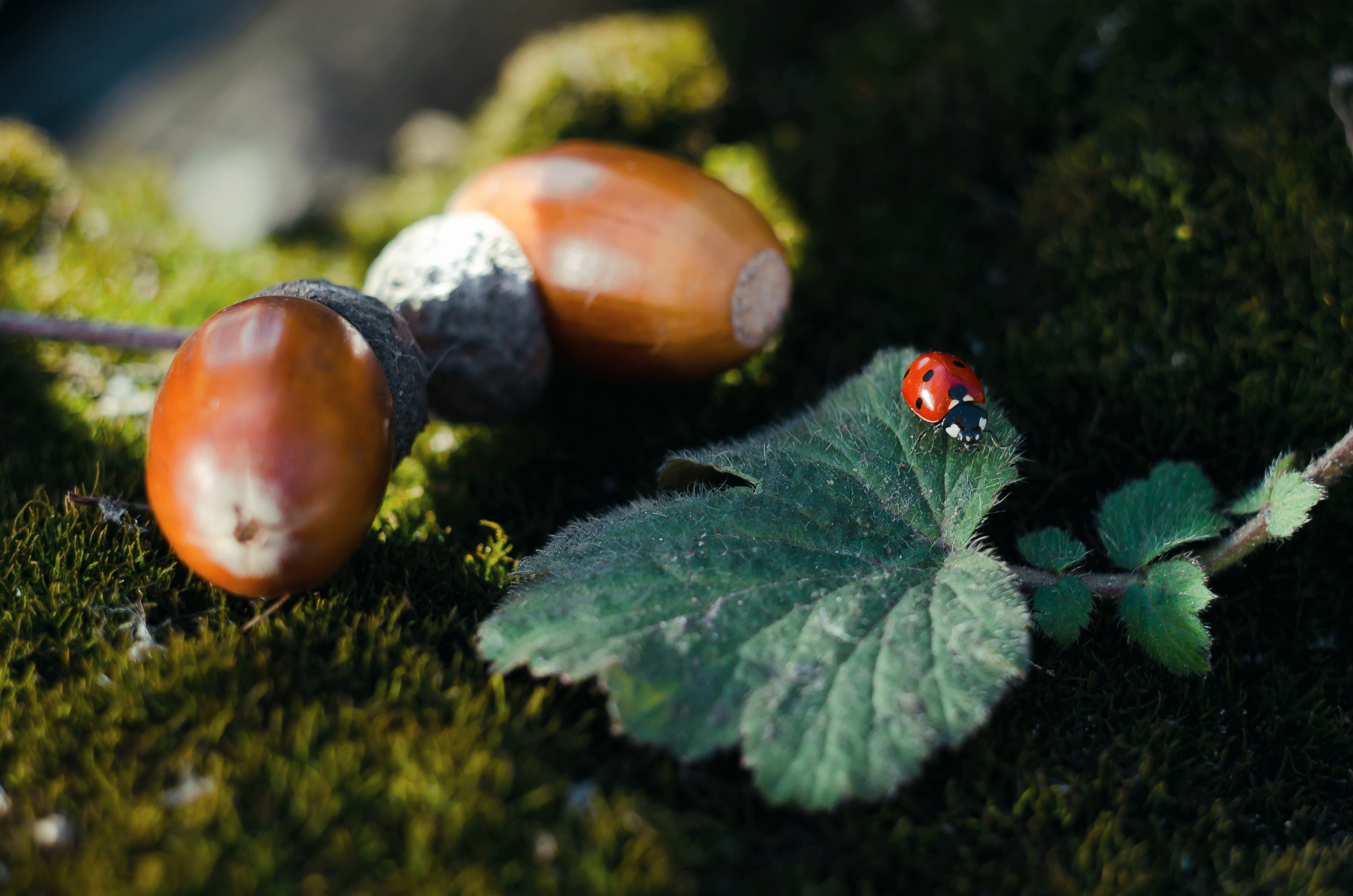 Природа. Фотограф Таинства Крещения в Саратове Ильченко Артем