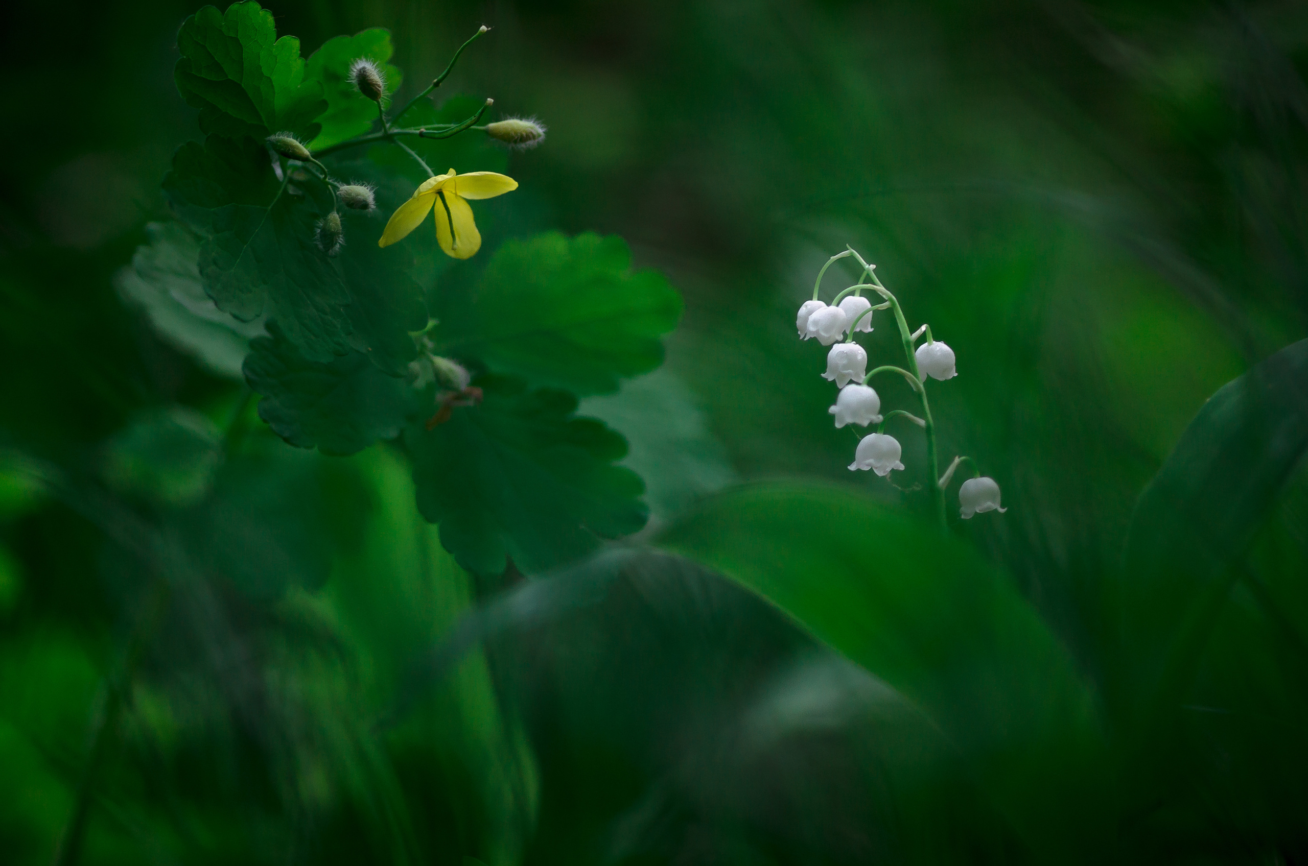 Природа. Фотограф Таинства Крещения в Саратове Ильченко Артем