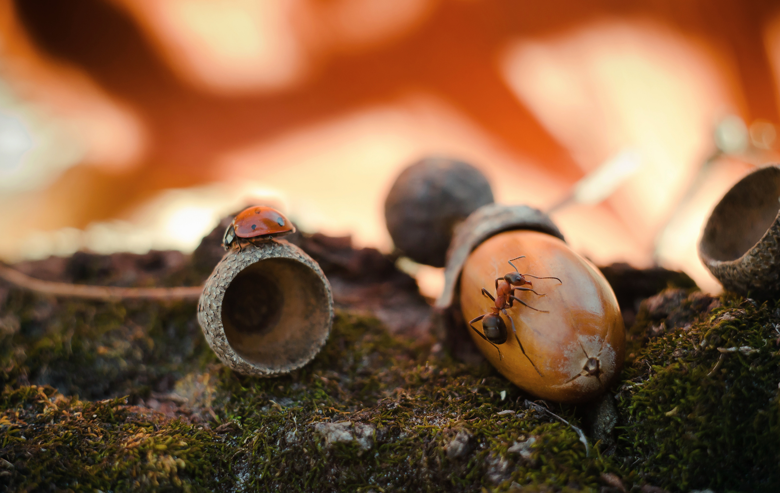 Природа. Фотограф Таинства Крещения в Саратове Ильченко Артем