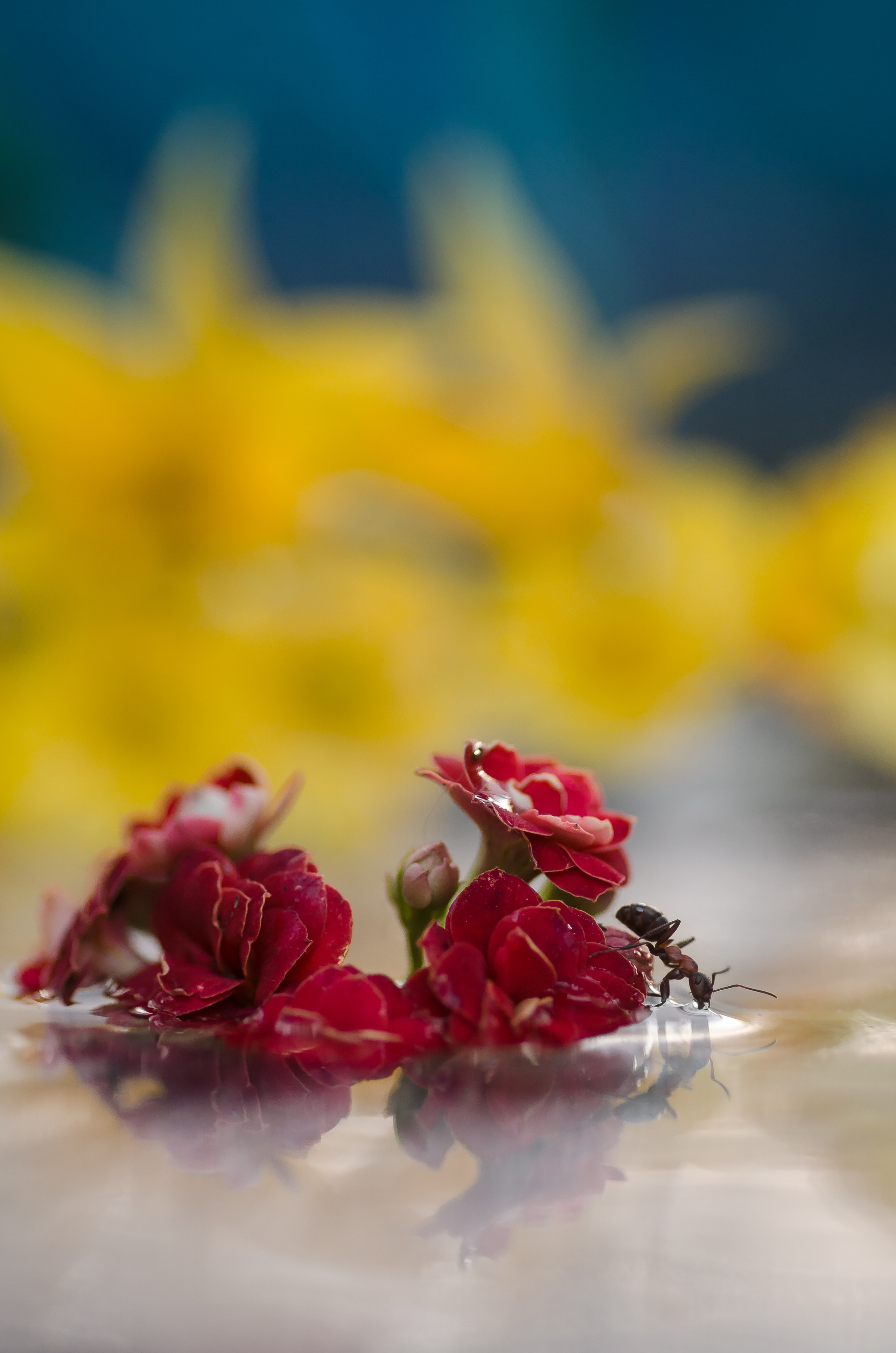 Природа. Фотограф Таинства Крещения в Саратове Ильченко Артем