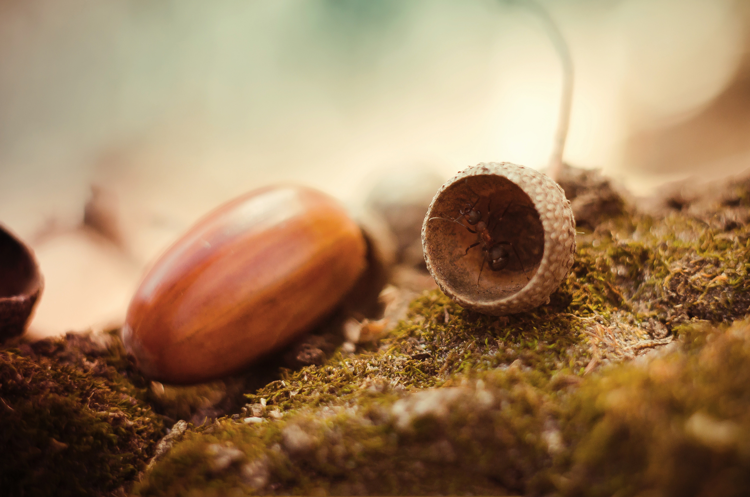 Природа. Фотограф Таинства Крещения в Саратове Ильченко Артем