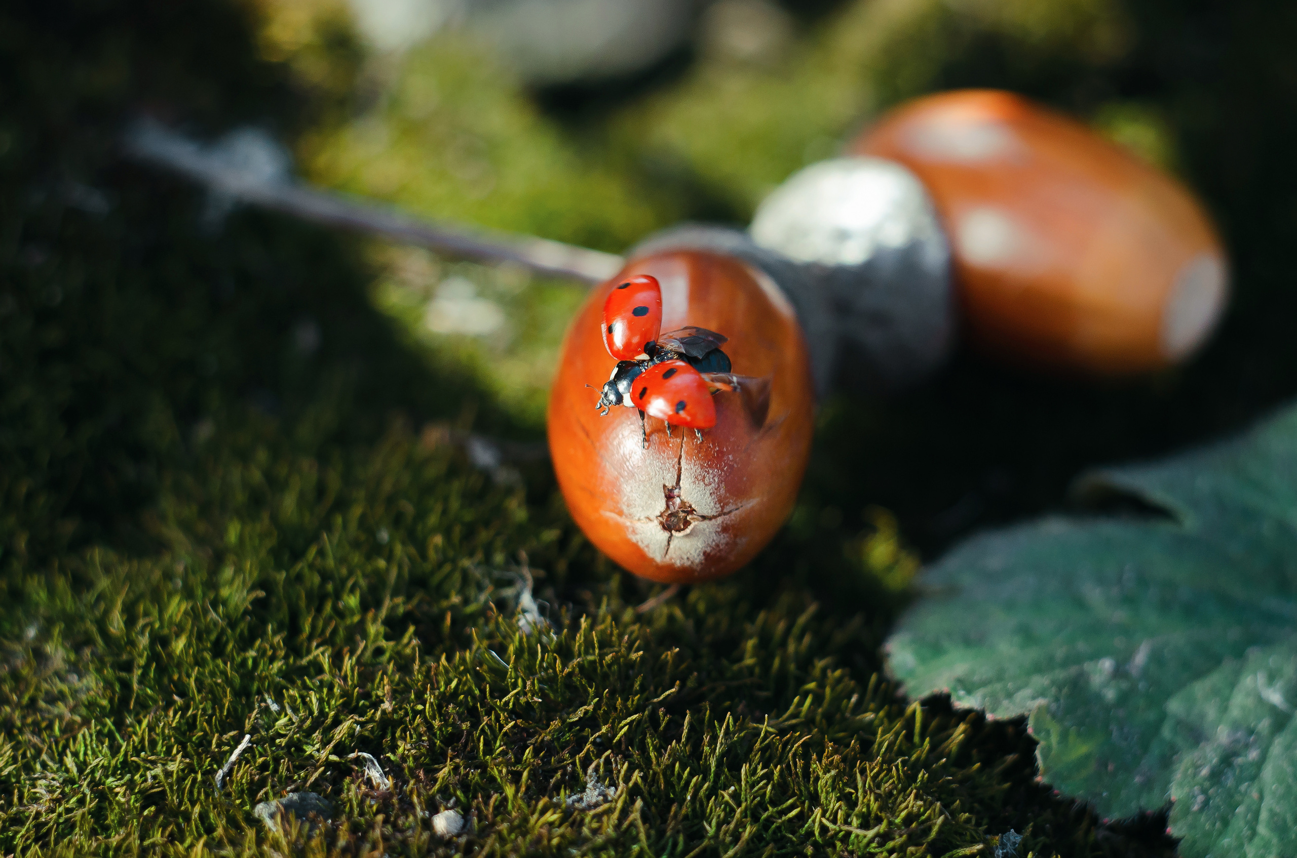 Природа. Фотограф Таинства Крещения в Саратове Ильченко Артем