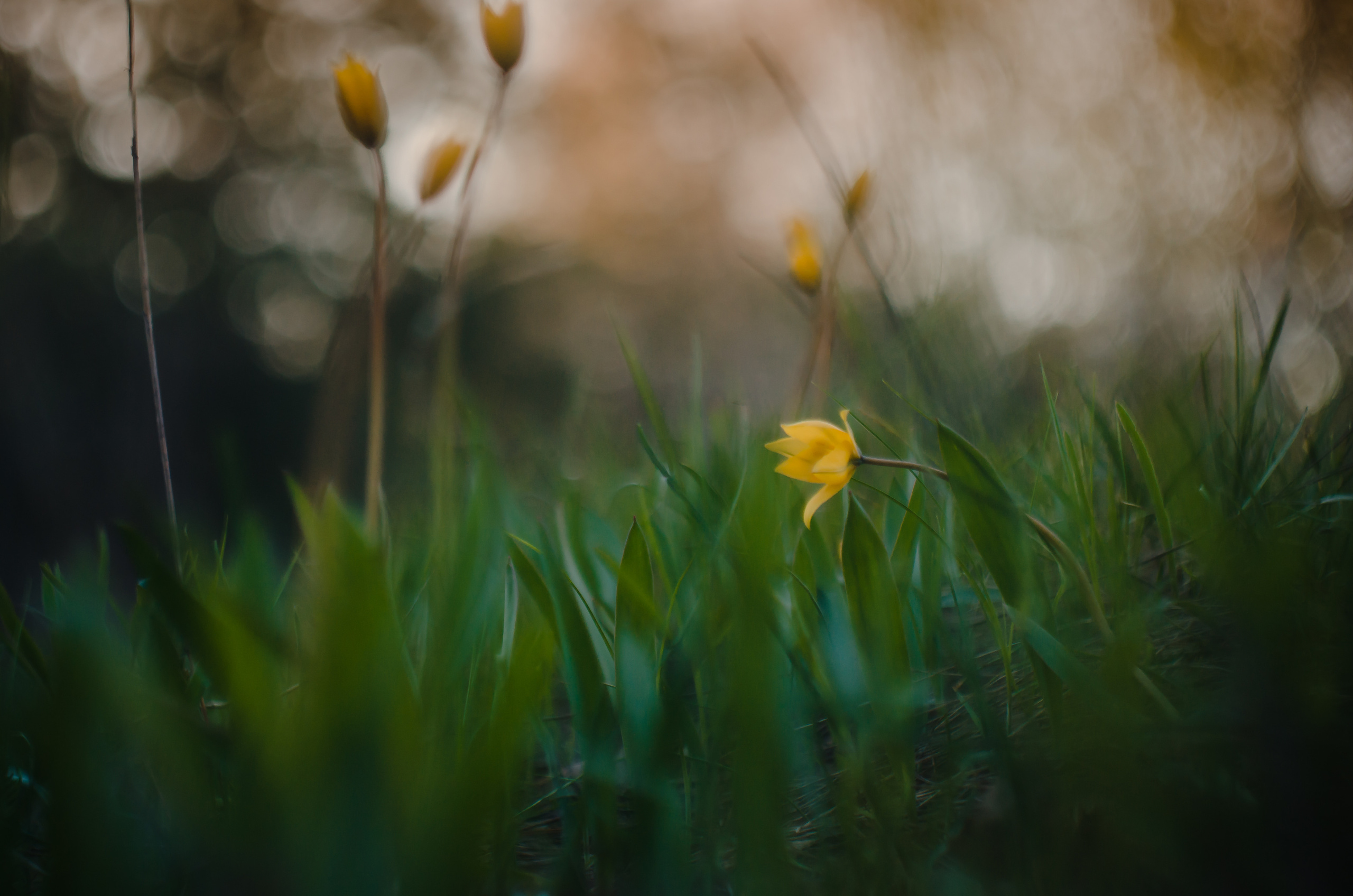 Природа. Фотограф Таинства Крещения в Саратове Ильченко Артем