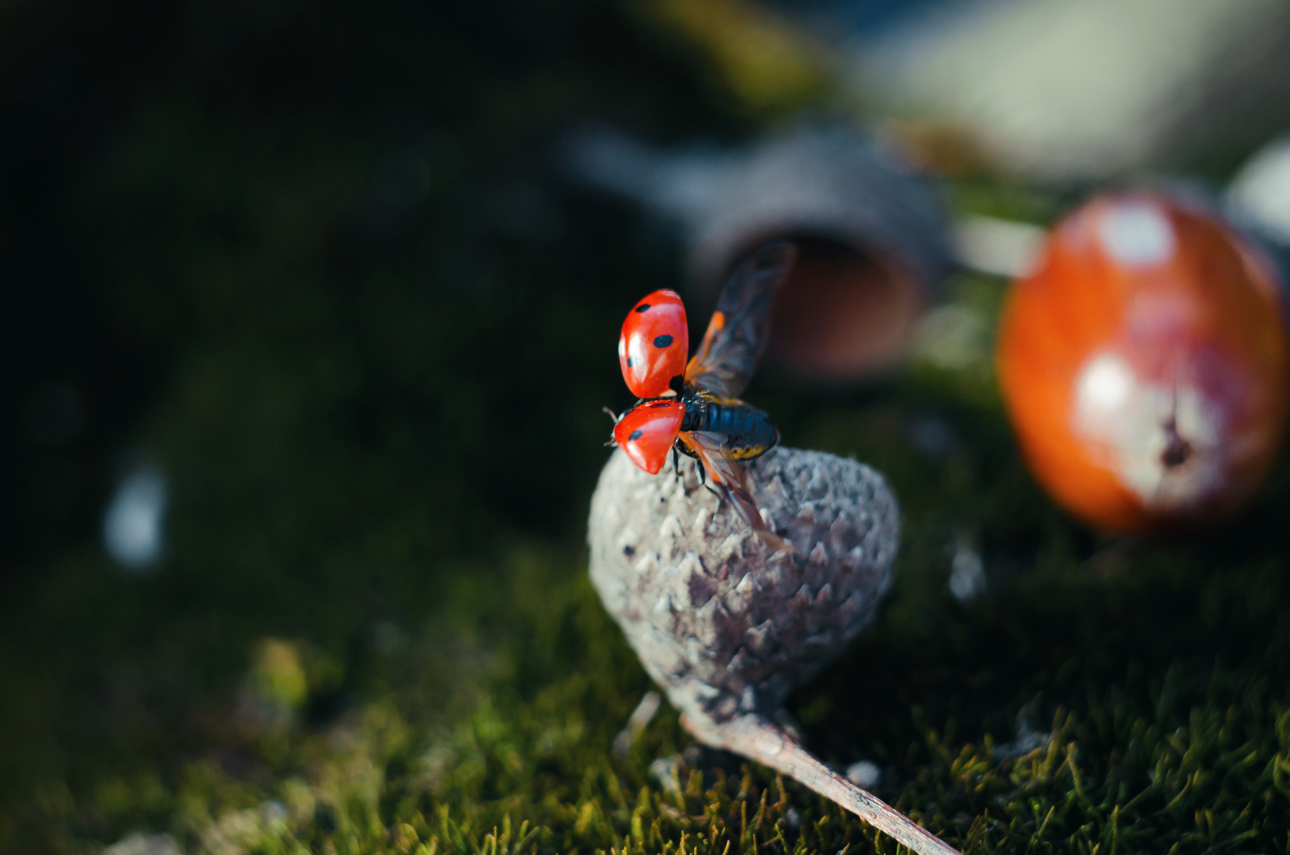 Природа. Фотограф Таинства Крещения в Саратове Ильченко Артем