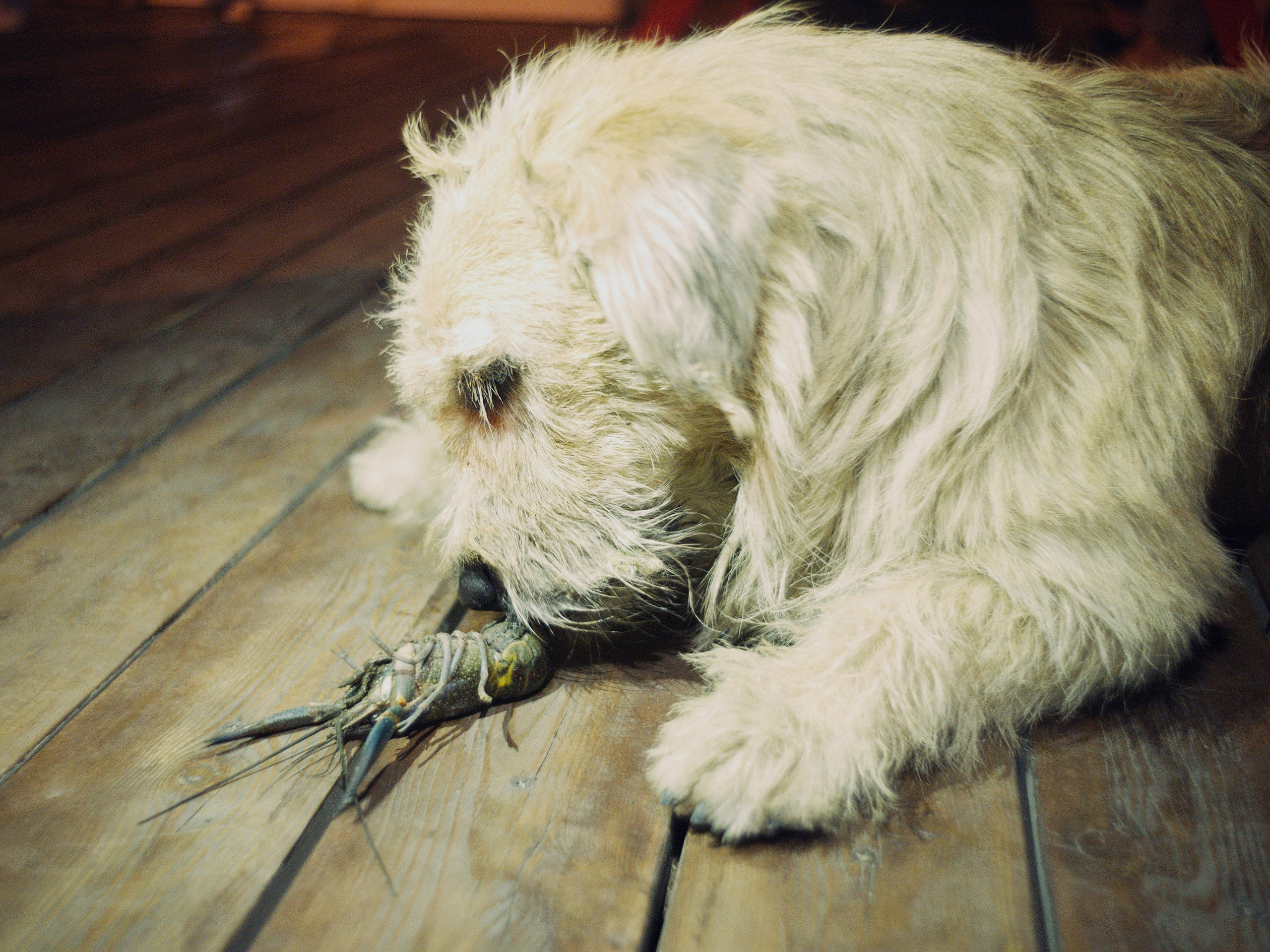 Even dogs eat the gifts of the Volga here