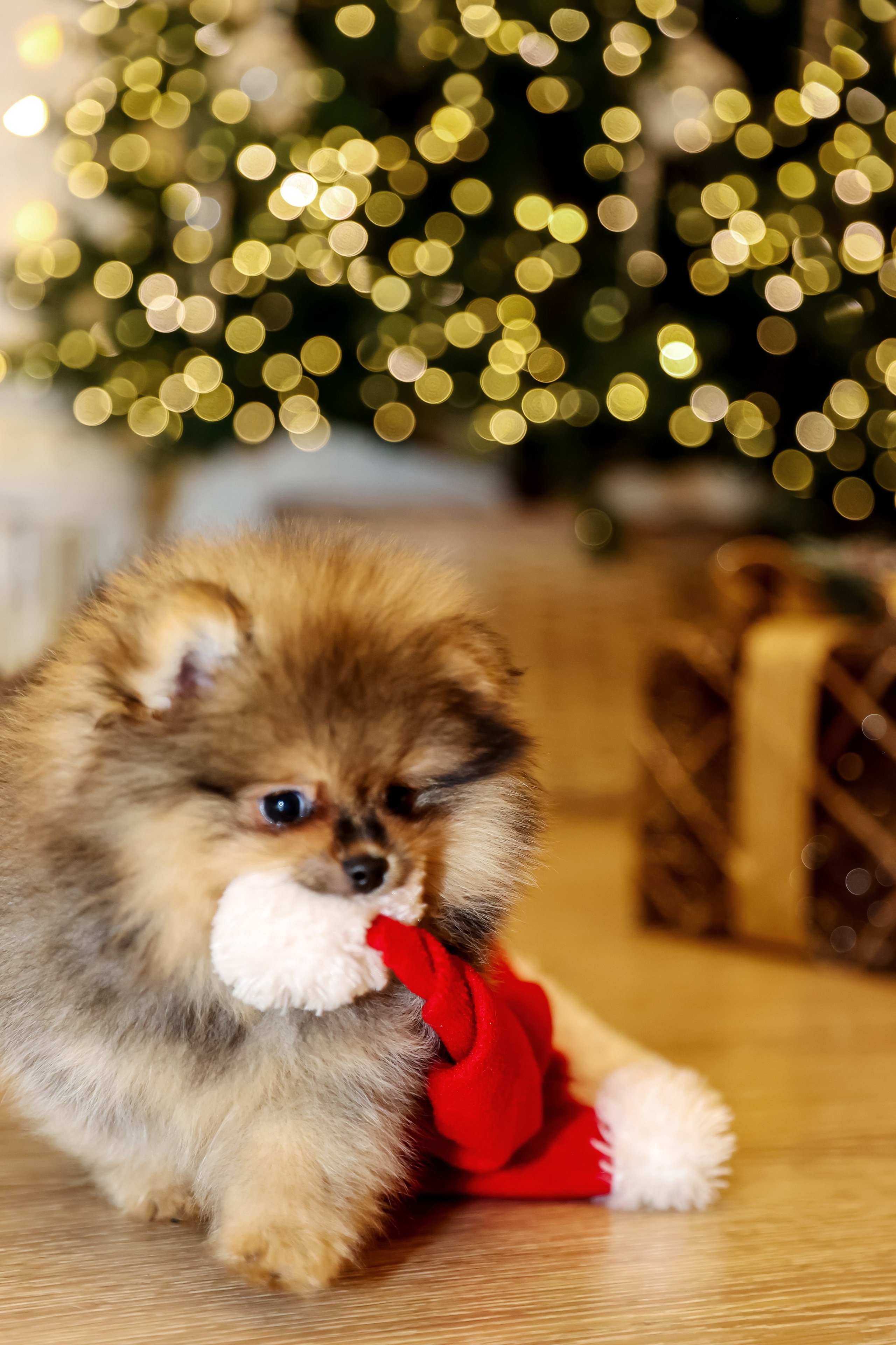 Съемка щенков шпица. Фотограф — Татьяна Кириллова, г. Санкт-Петербург