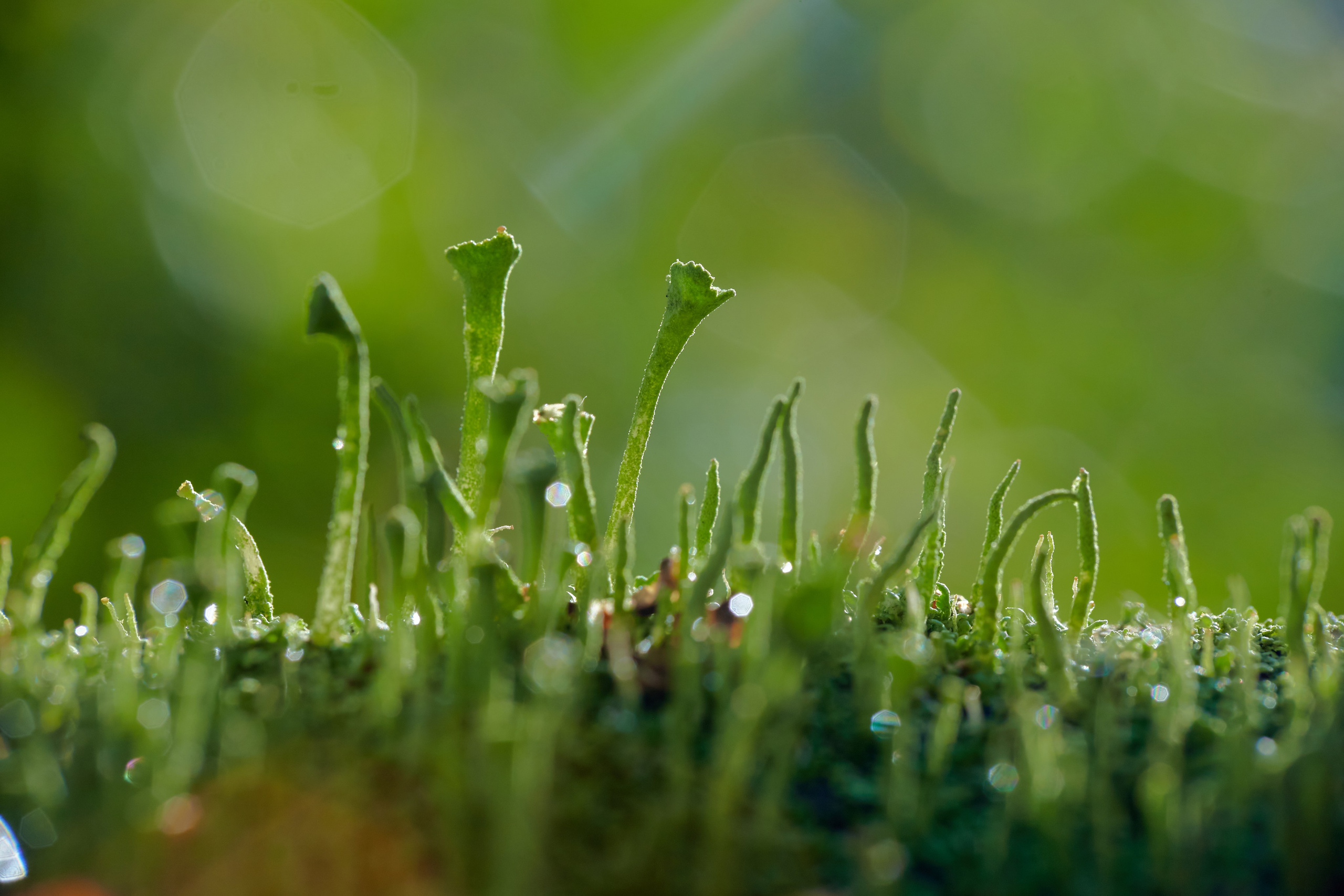 Интерьерные картины. Ангелина Журавлева Фотограф в Москве