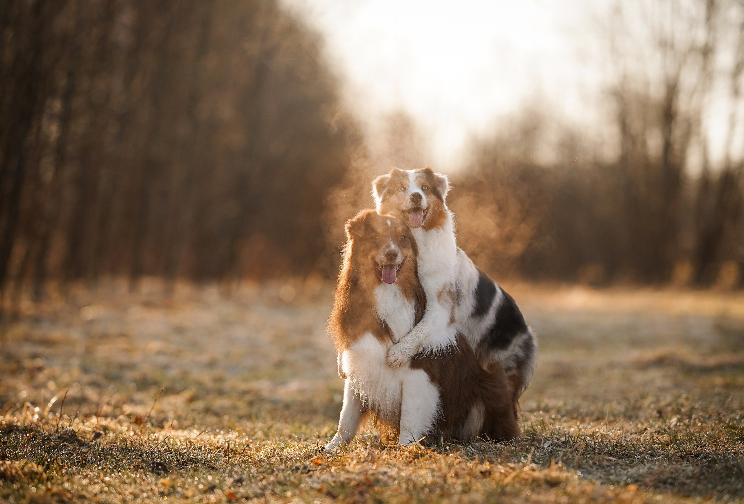 Кристина Рокки и Валькирия. Фотограф-анималист в Санкт-Петербурге Яна Мартынова