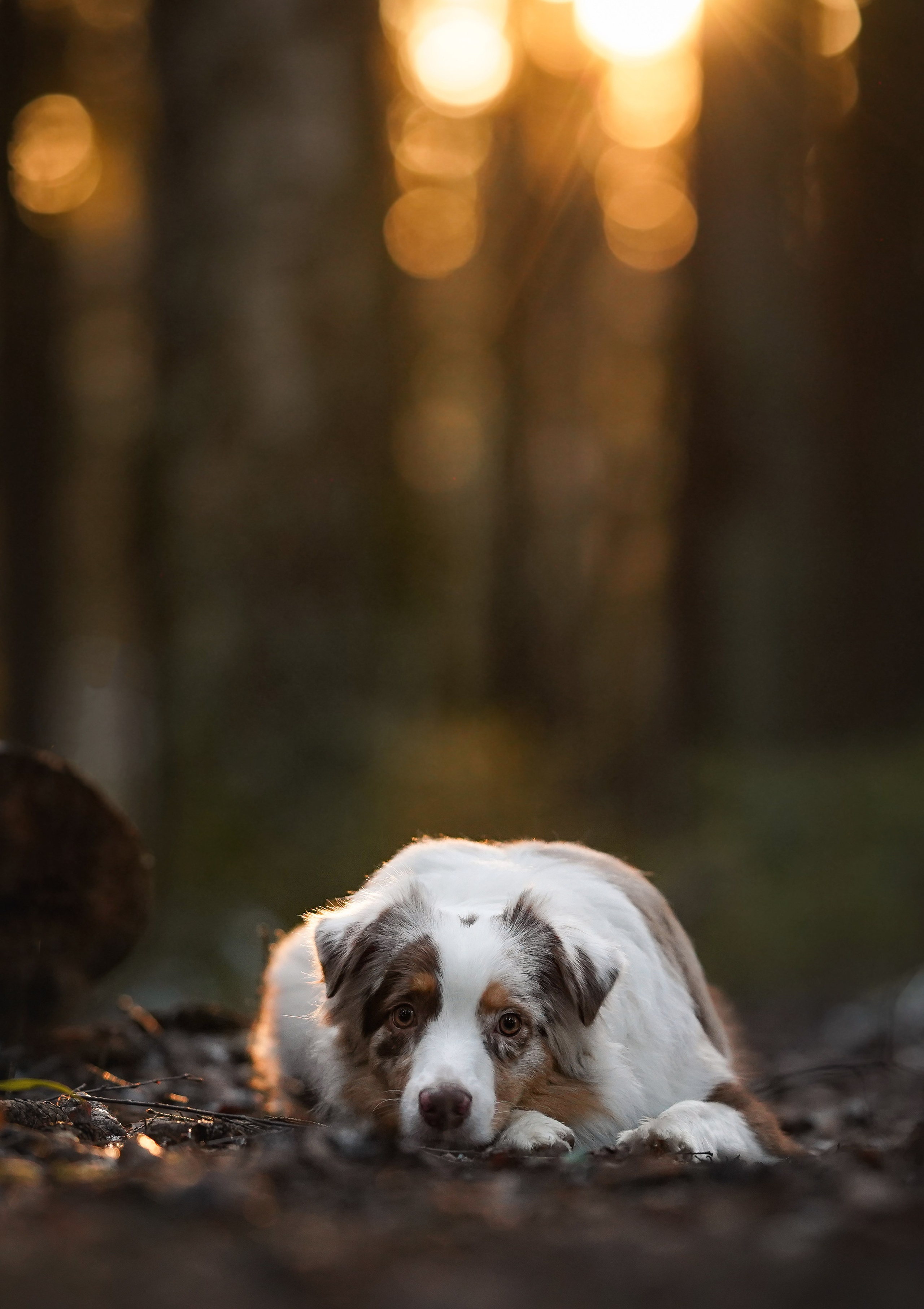 Бэст Айла и Панда. Фотограф-анималист в Санкт-Петербурге Яна Мартынова