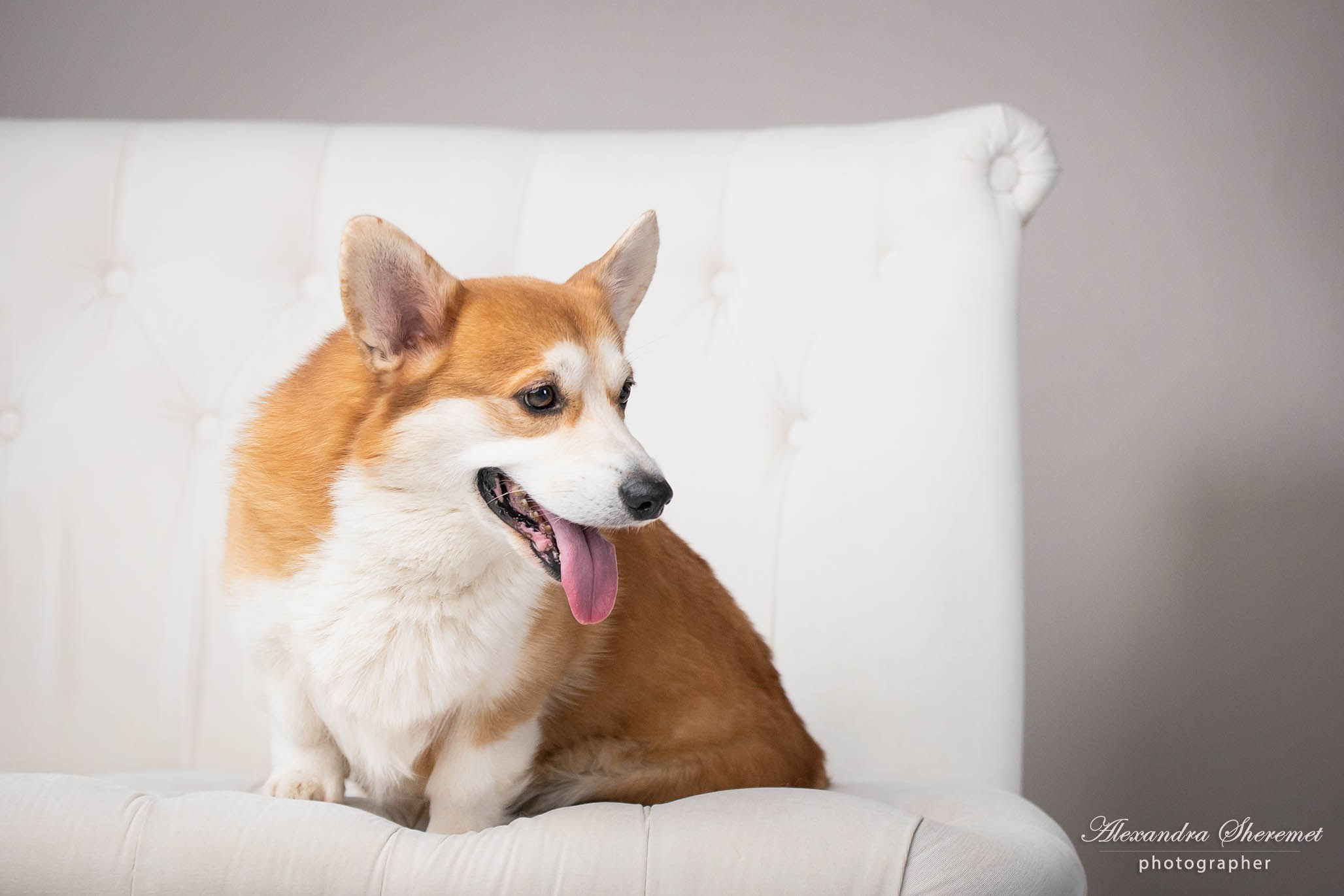 Лена & корги. Фотограф-анималист Александра Шеремет