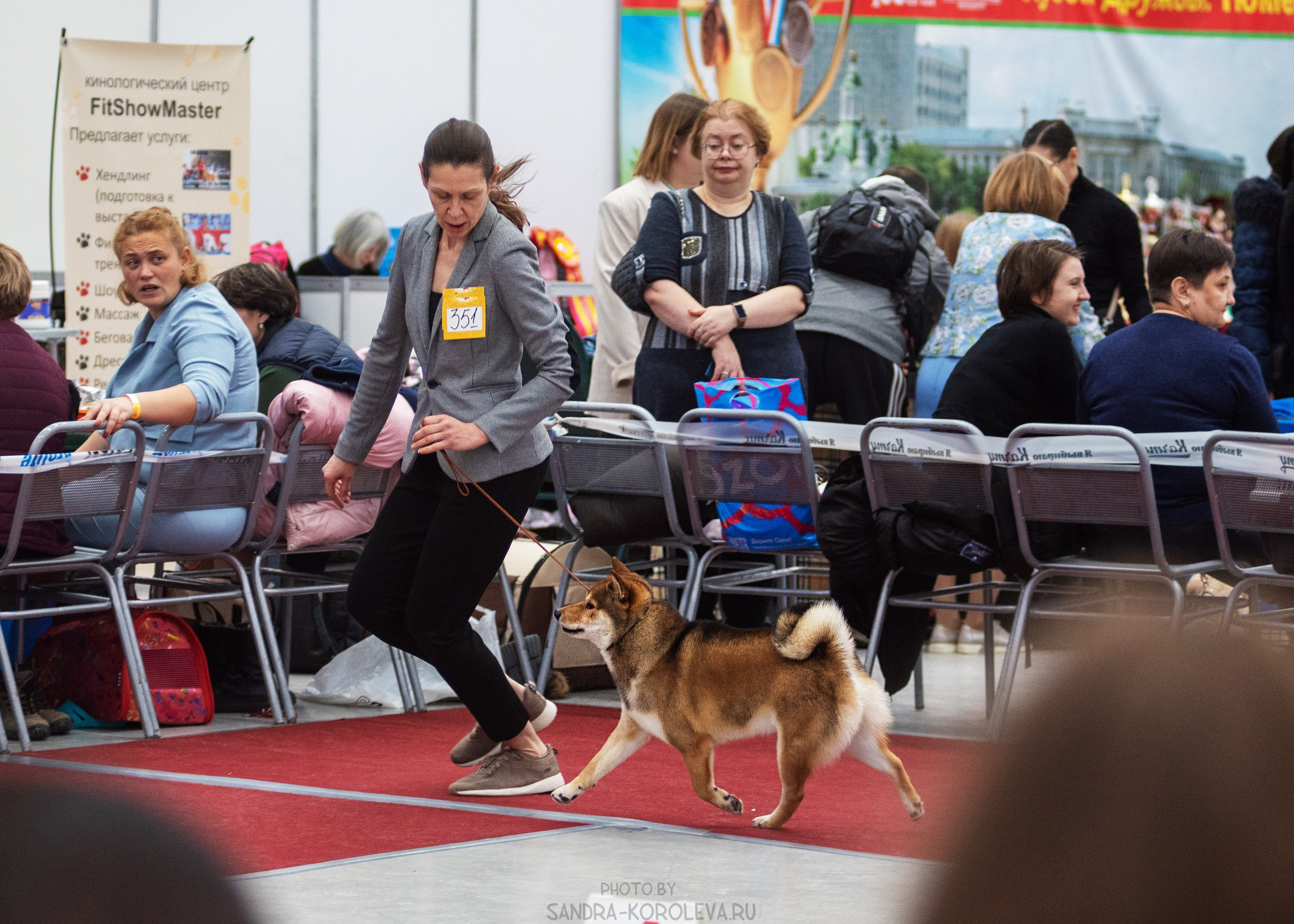 Выставка собак тюмень 14.01.2023. Дог-фотограф в Тюмени Александра Королева