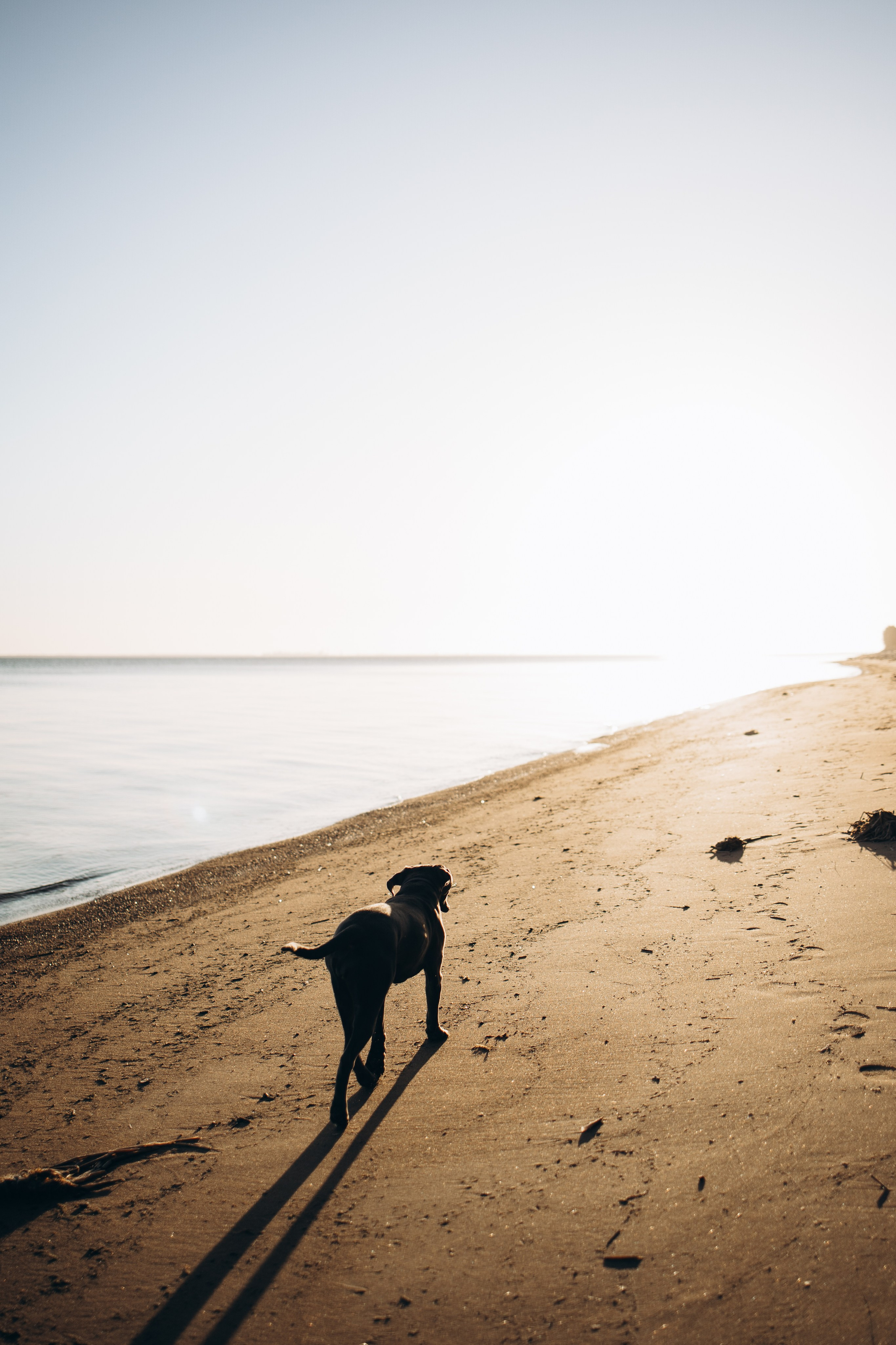 Анна и Лана. Фотограф — Анималист | Санкт-Петербург